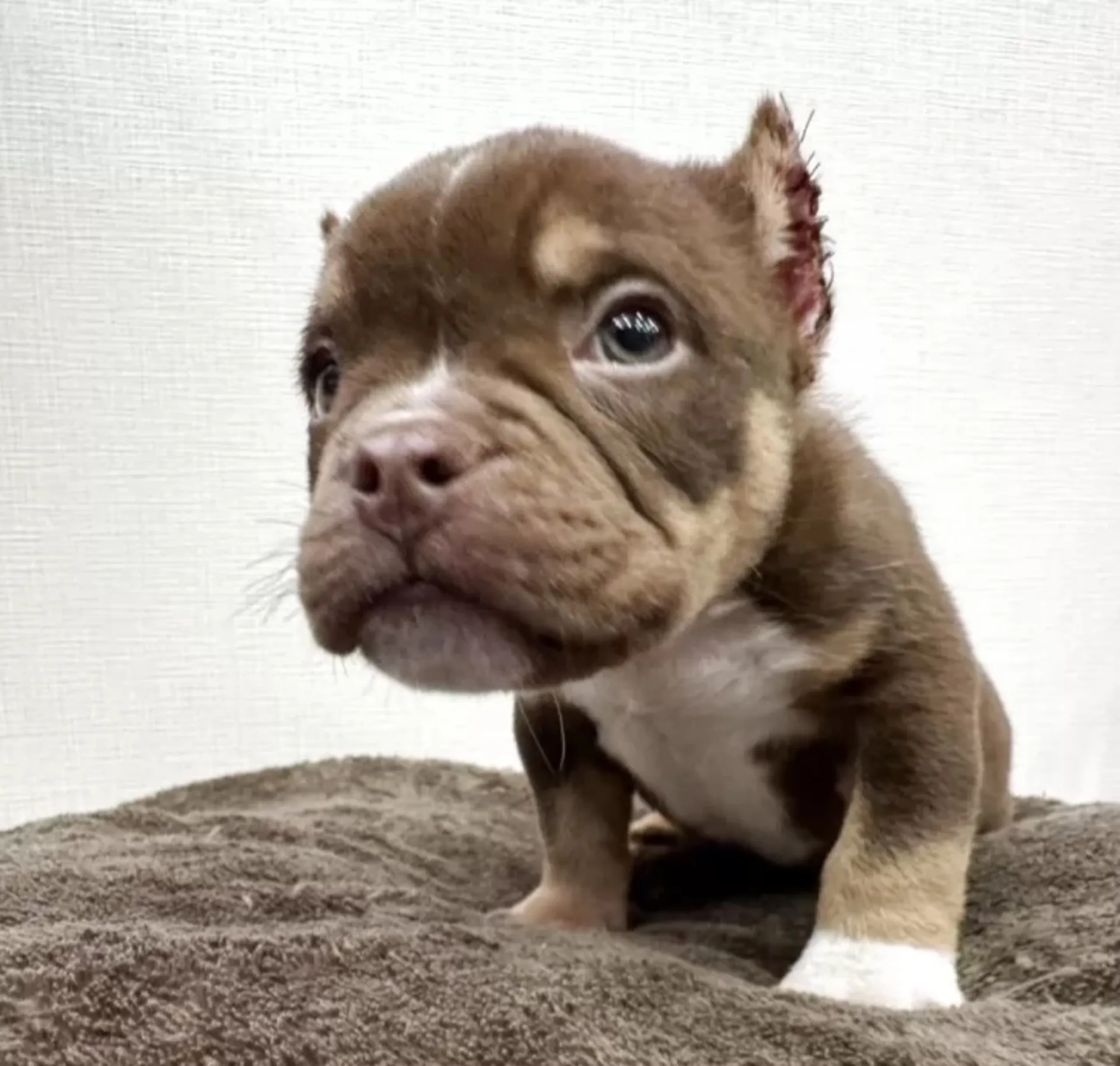 アメリカンブリー