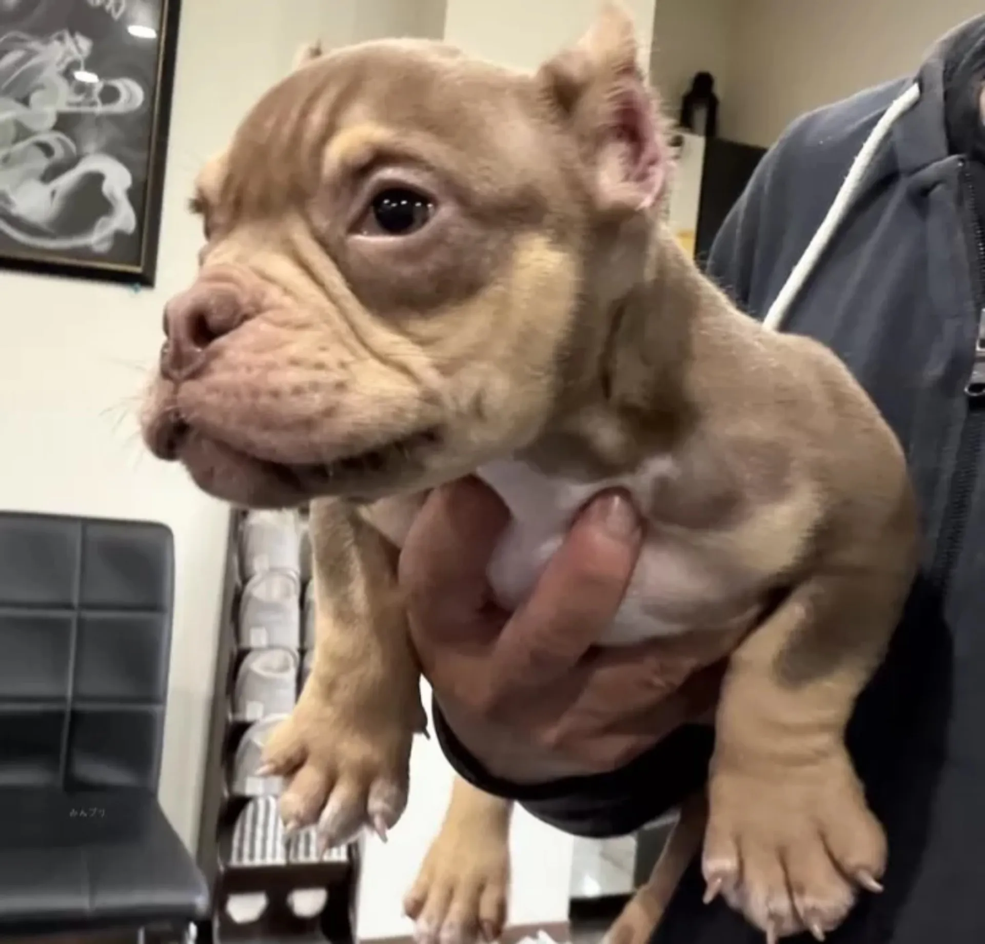 アメリカンブリー