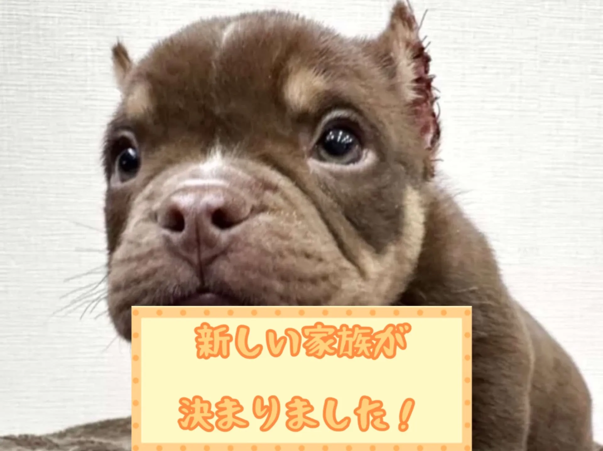 アメリカンブリー