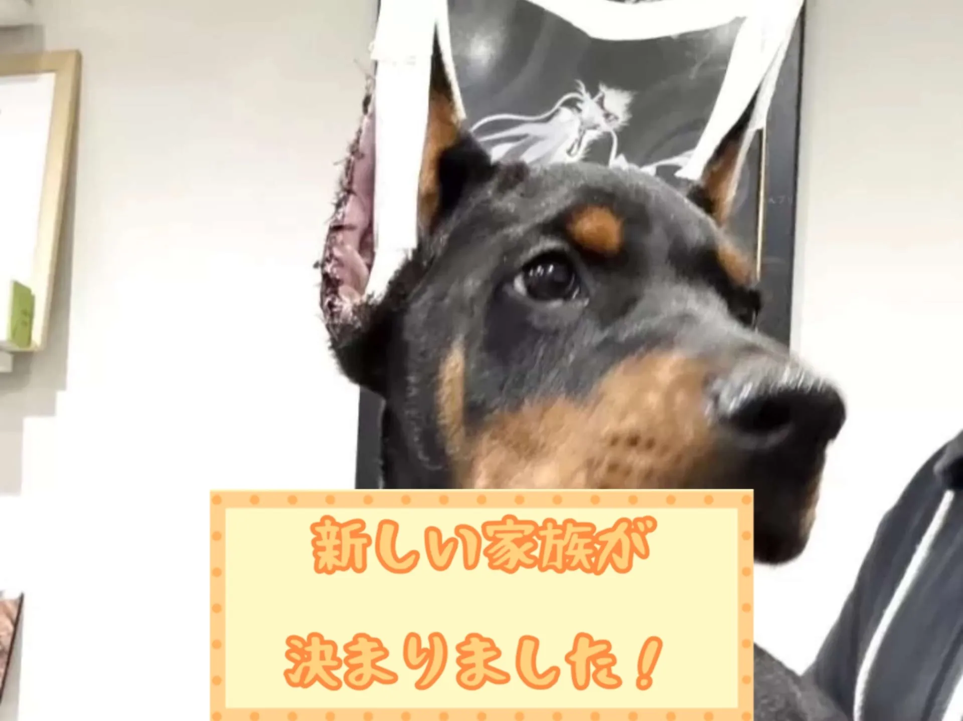 ドーベルマン