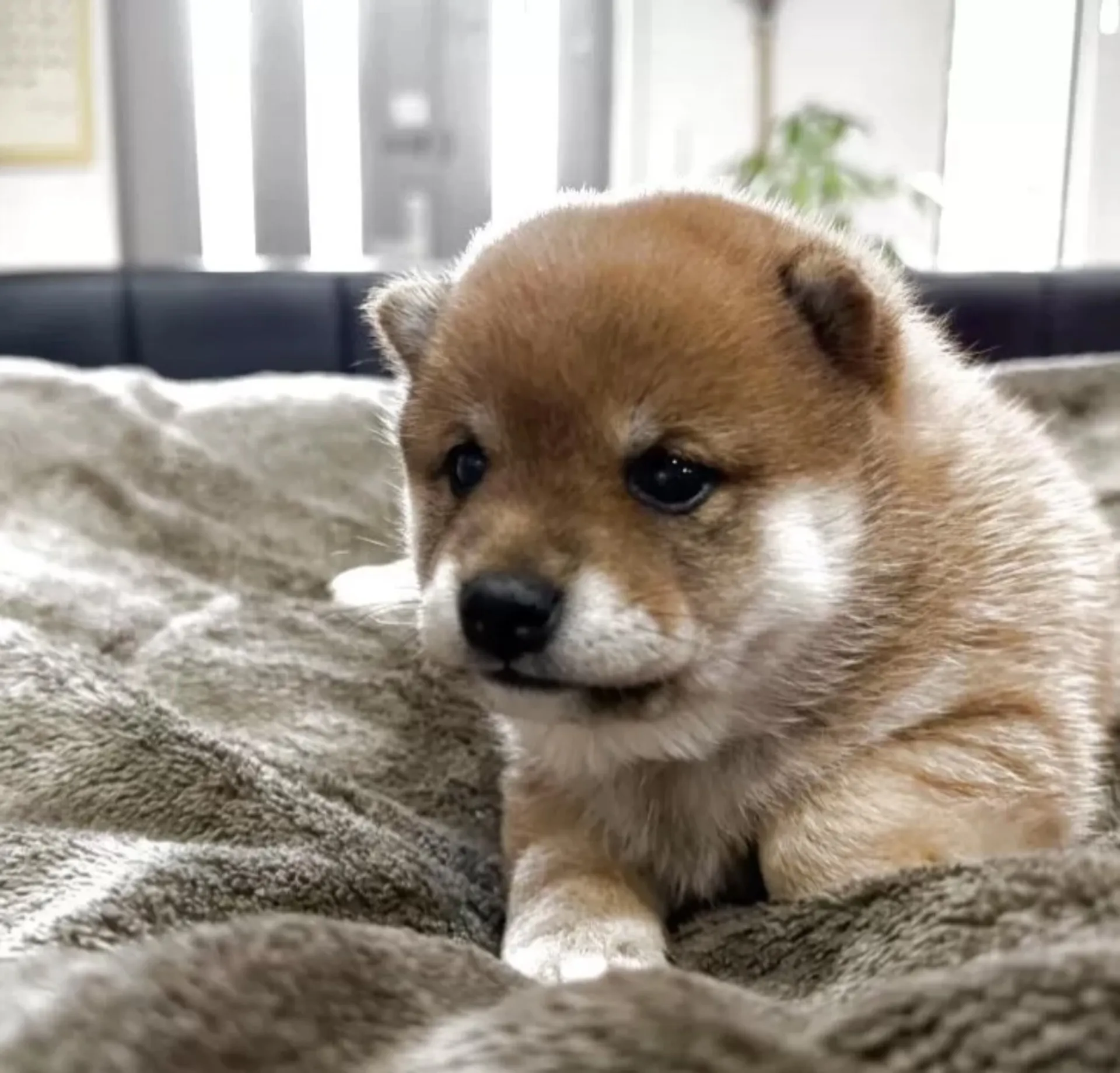 豆柴