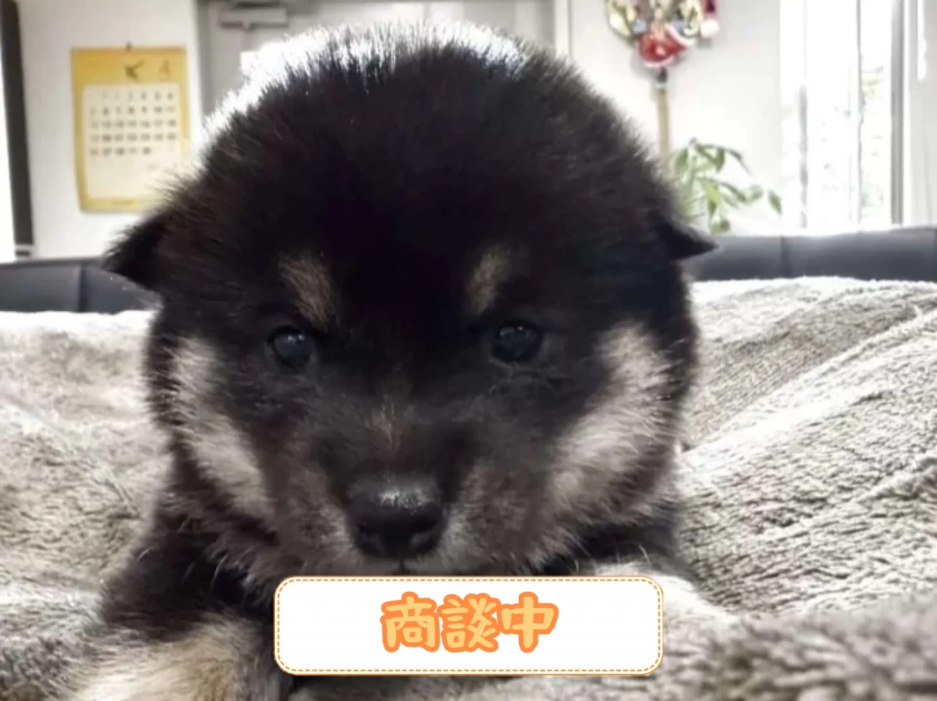 豆柴