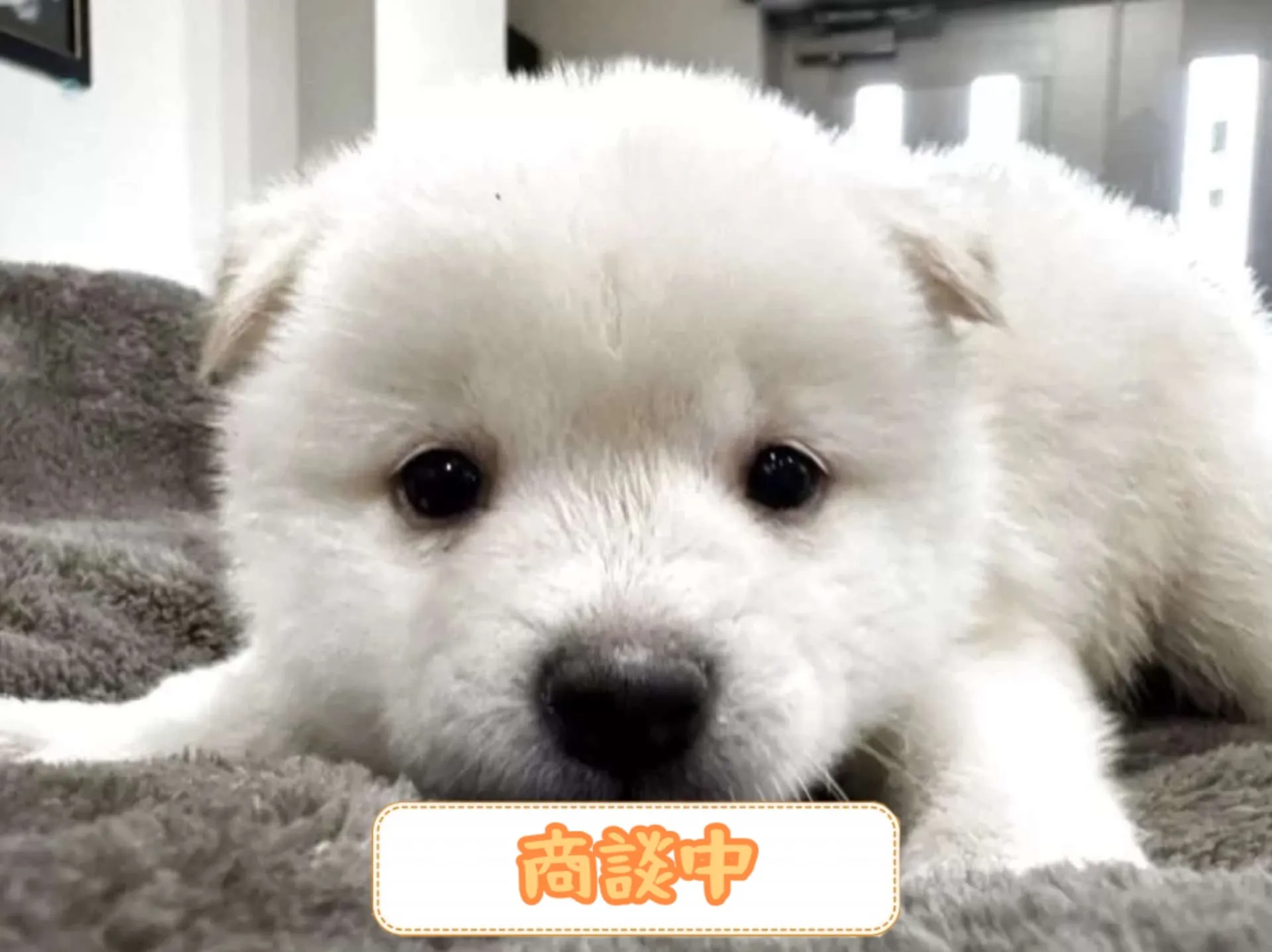 豆柴