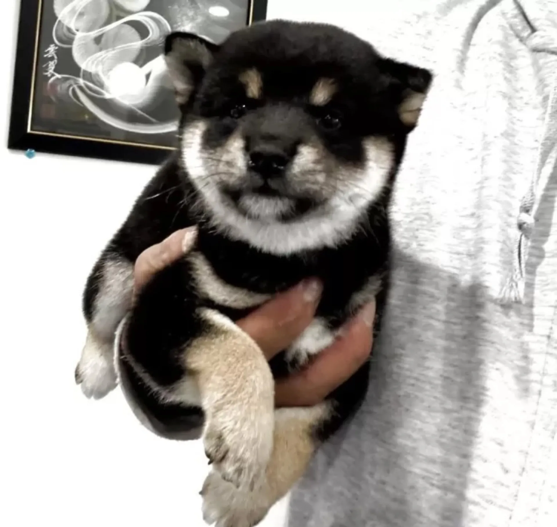 豆柴