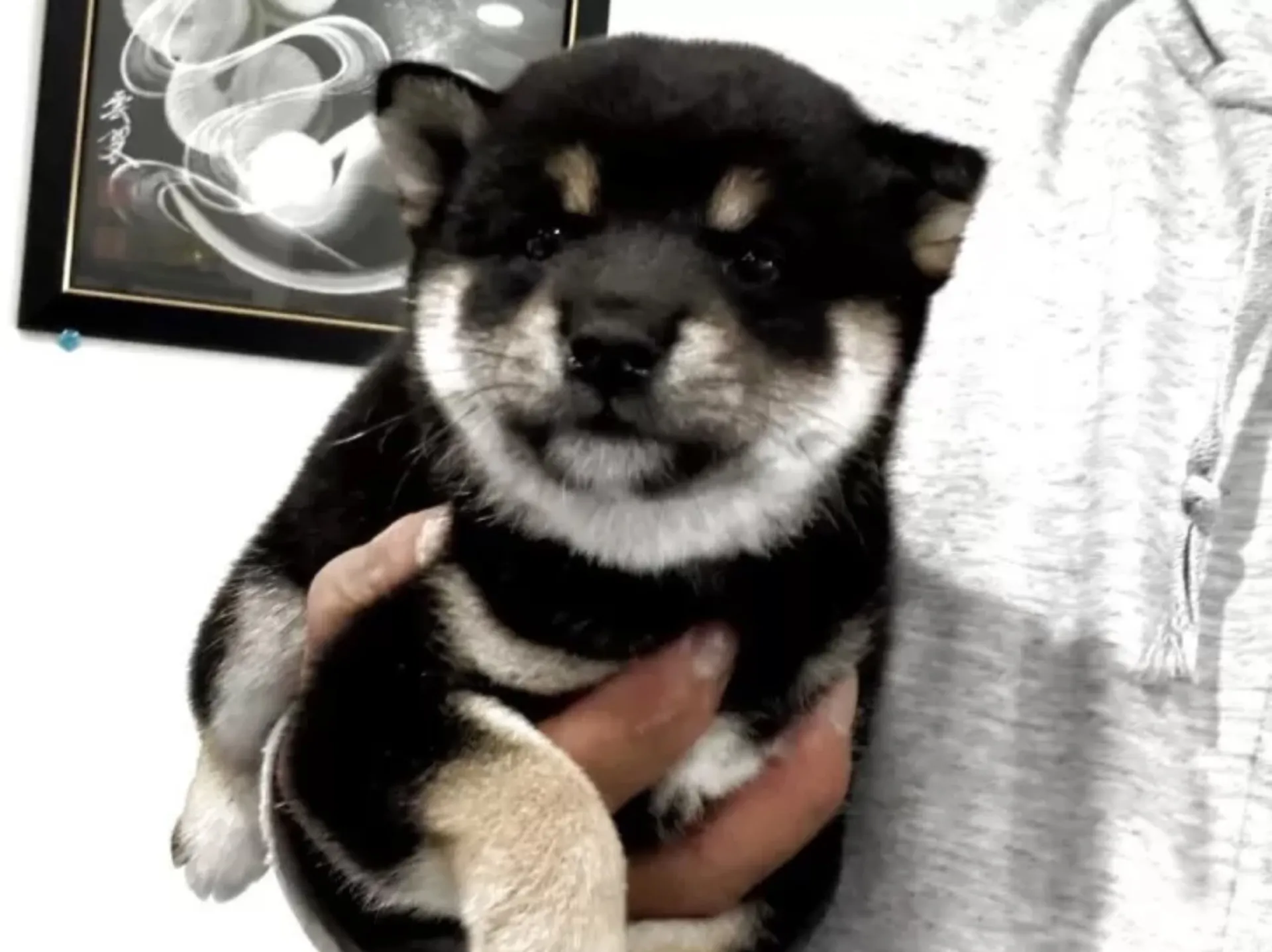 豆柴