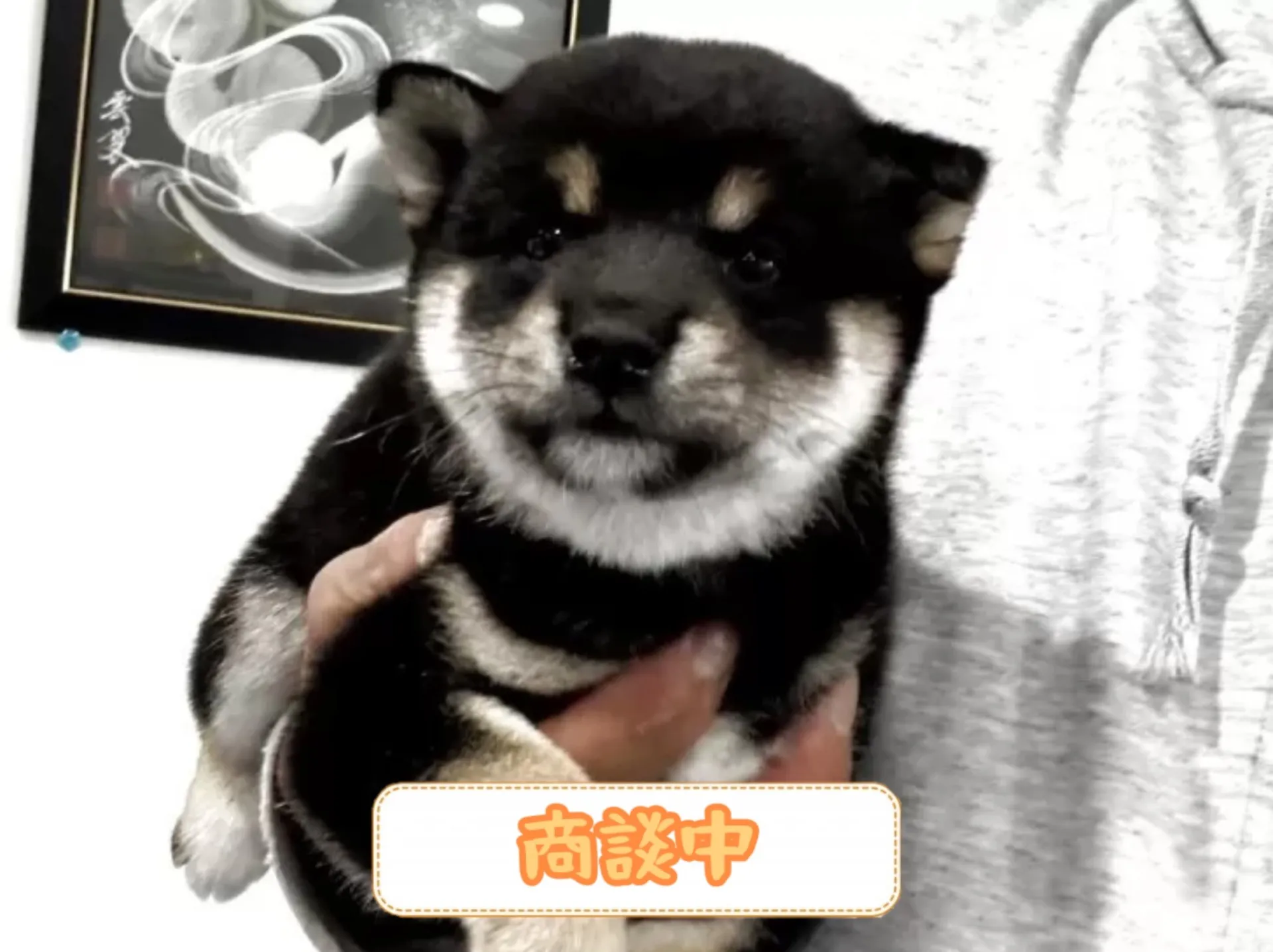 豆柴