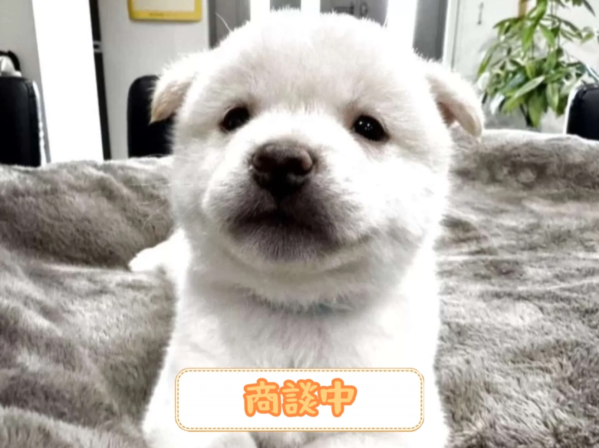 豆柴