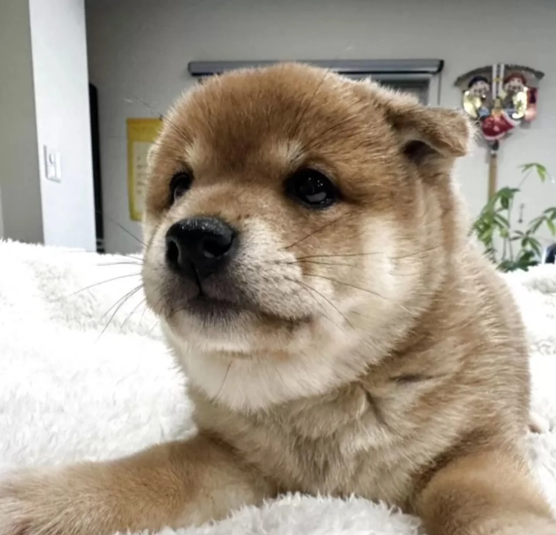 豆柴
