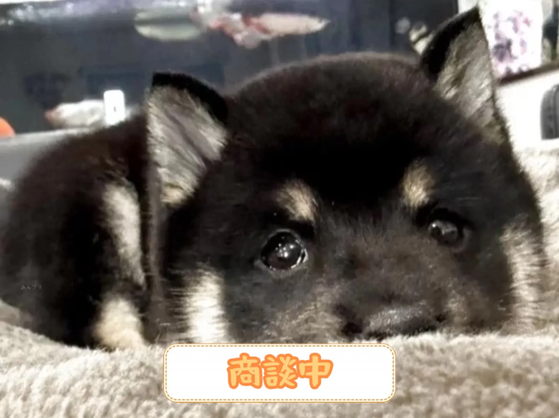 豆柴