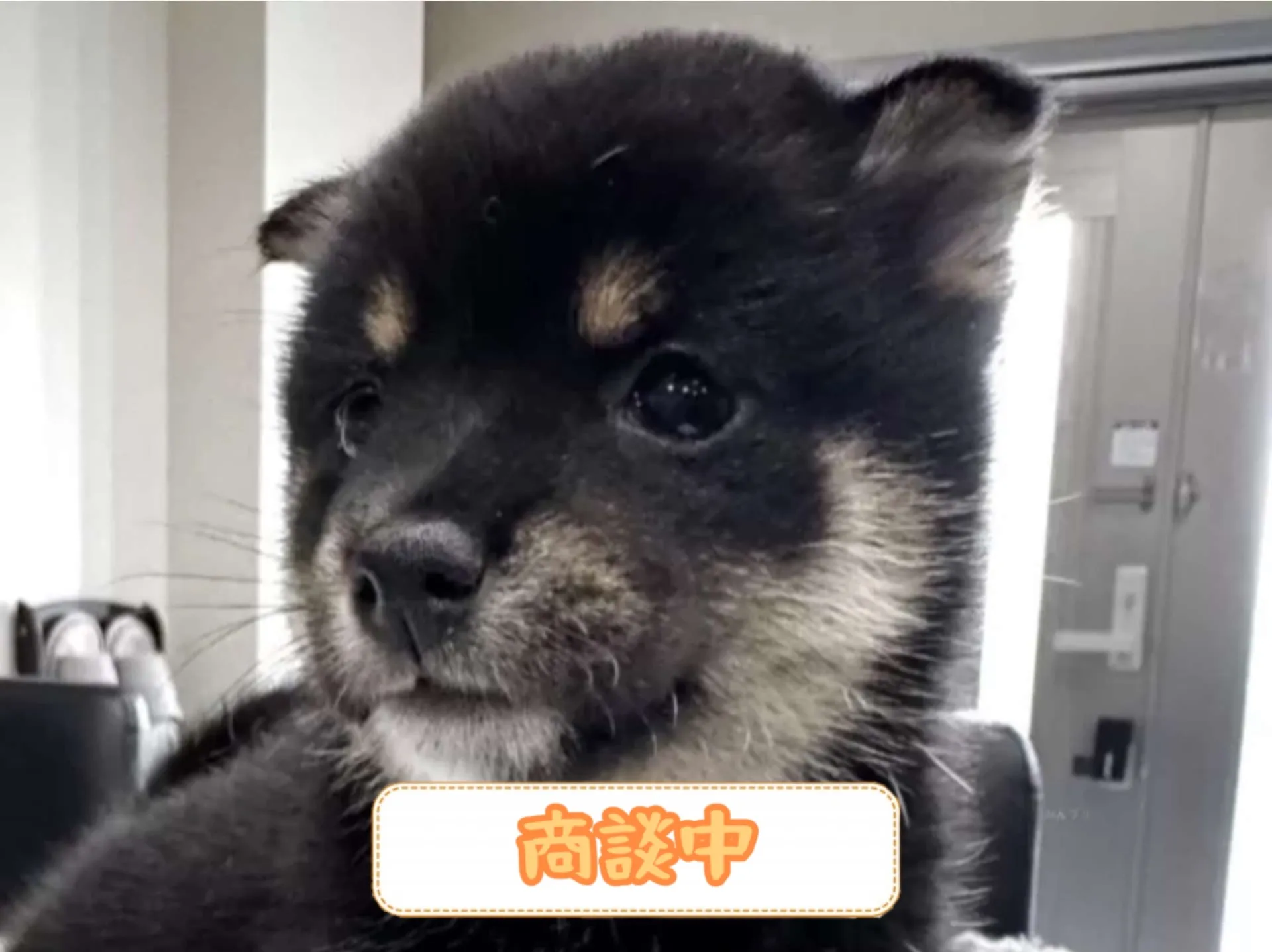 豆柴