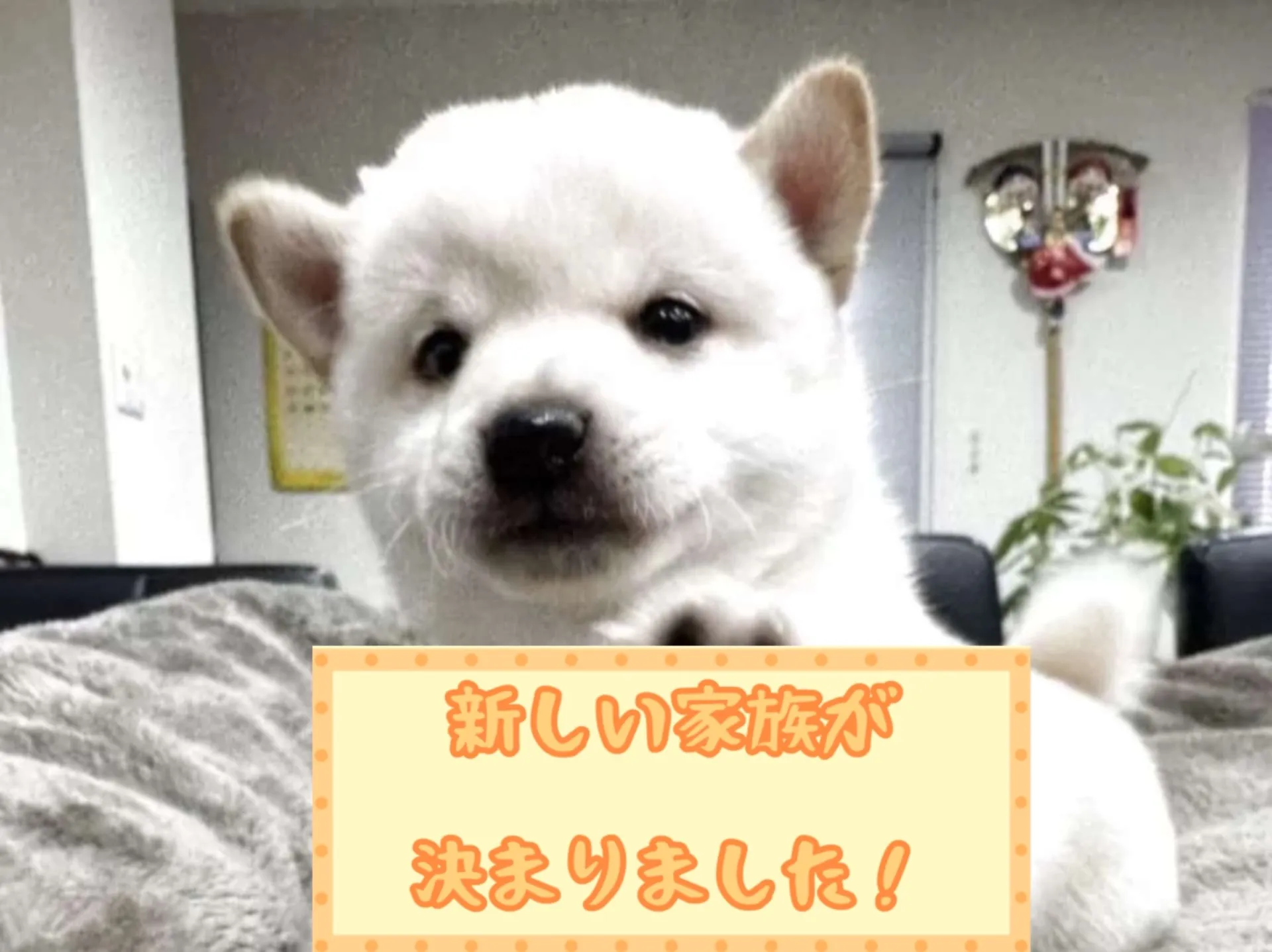 豆柴