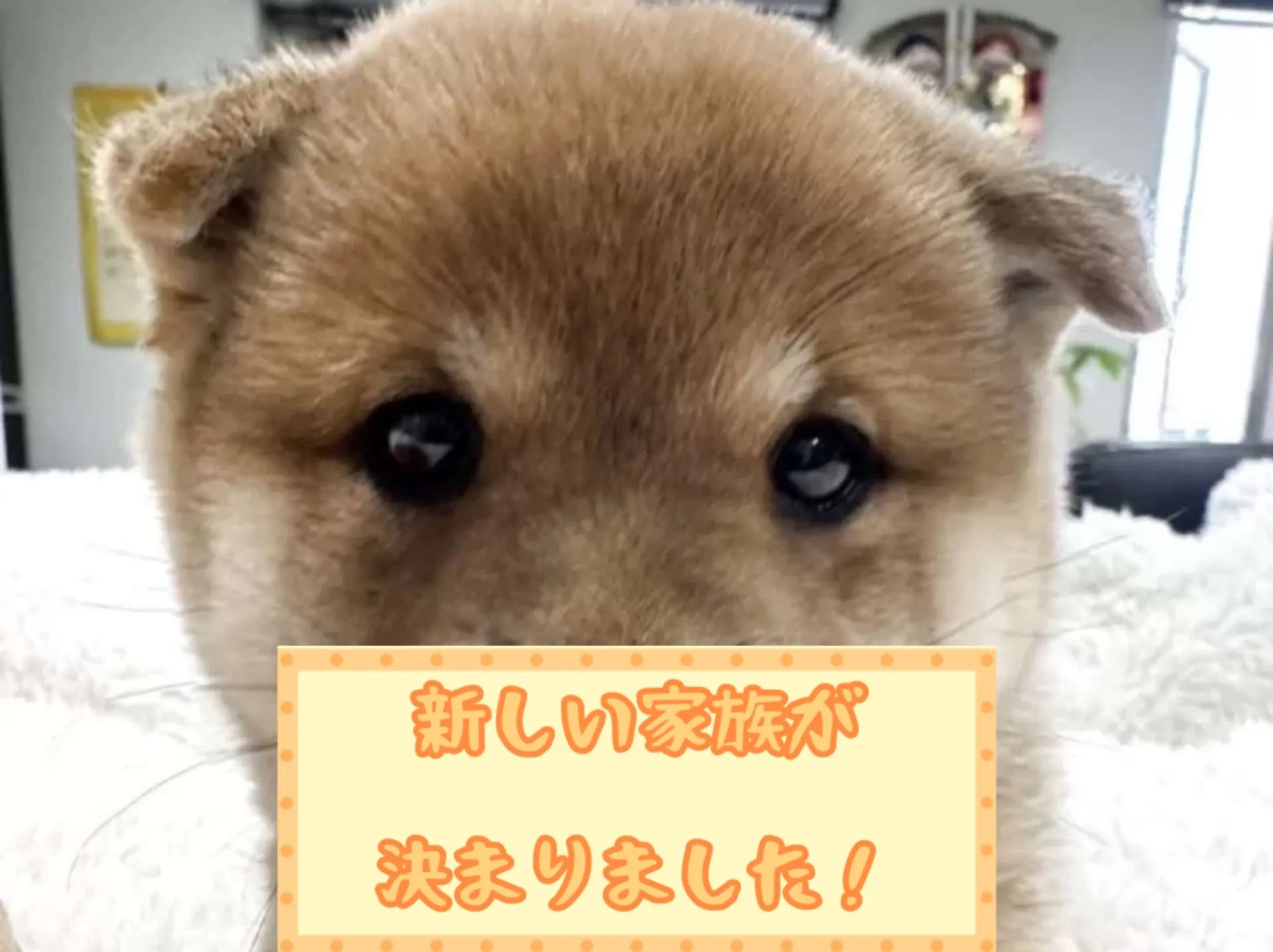 豆柴