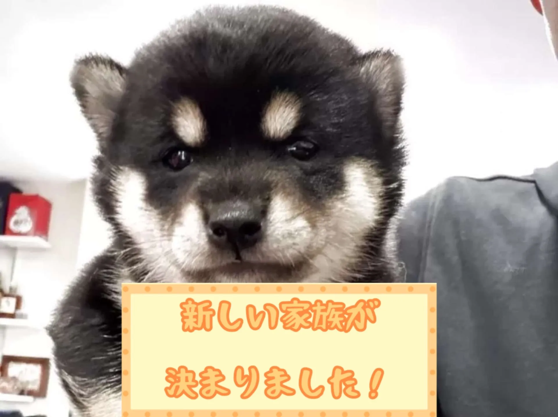 豆柴