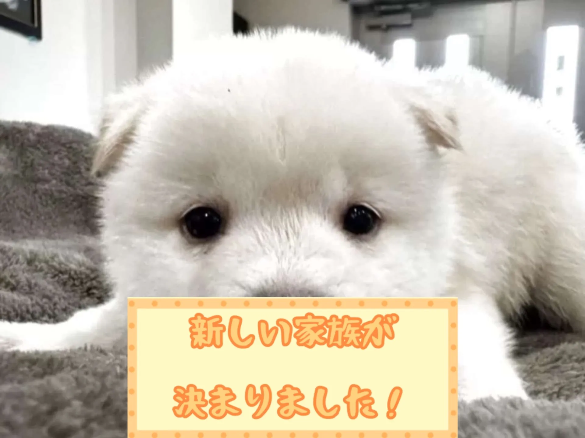 豆柴