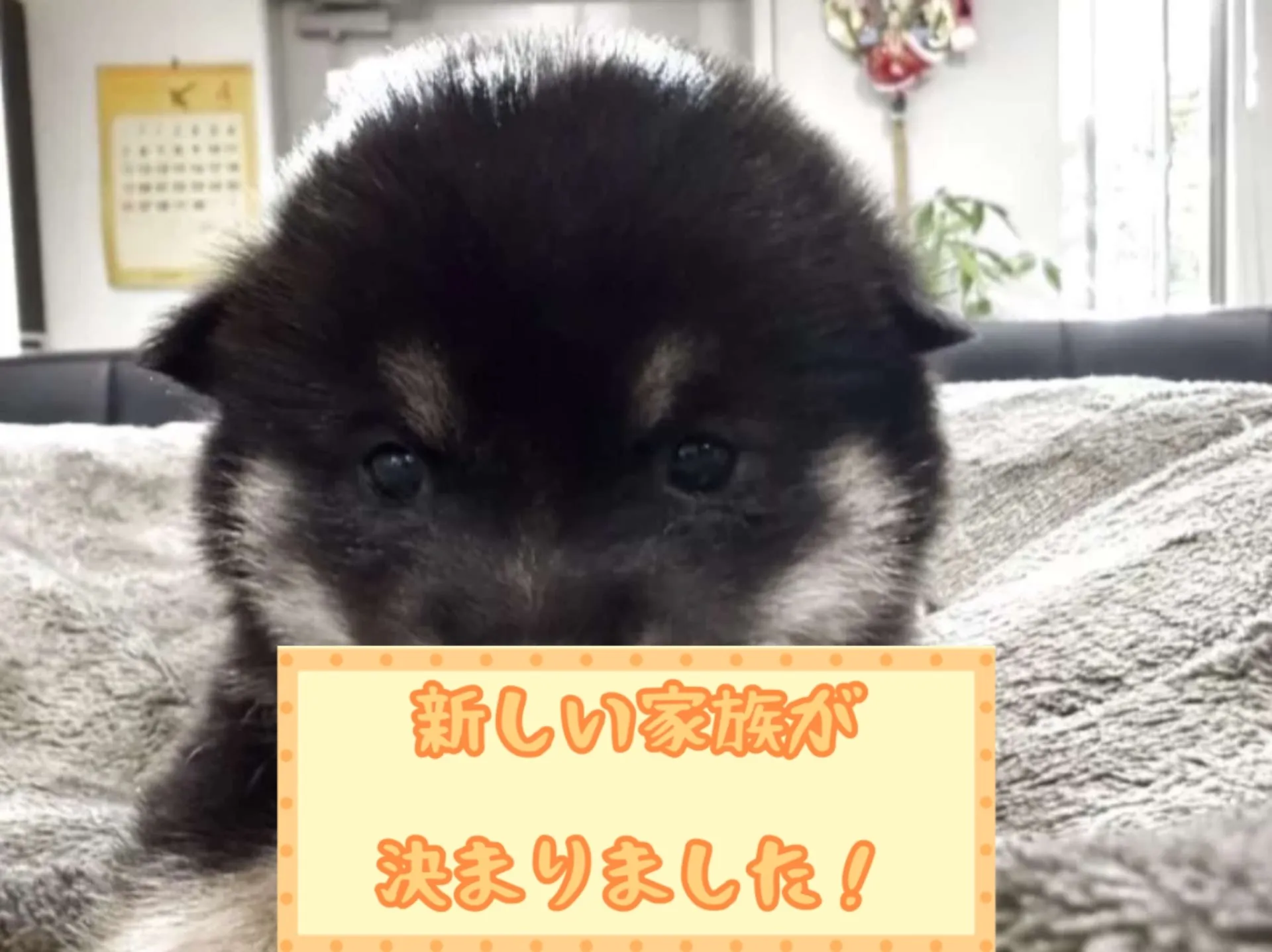 豆柴