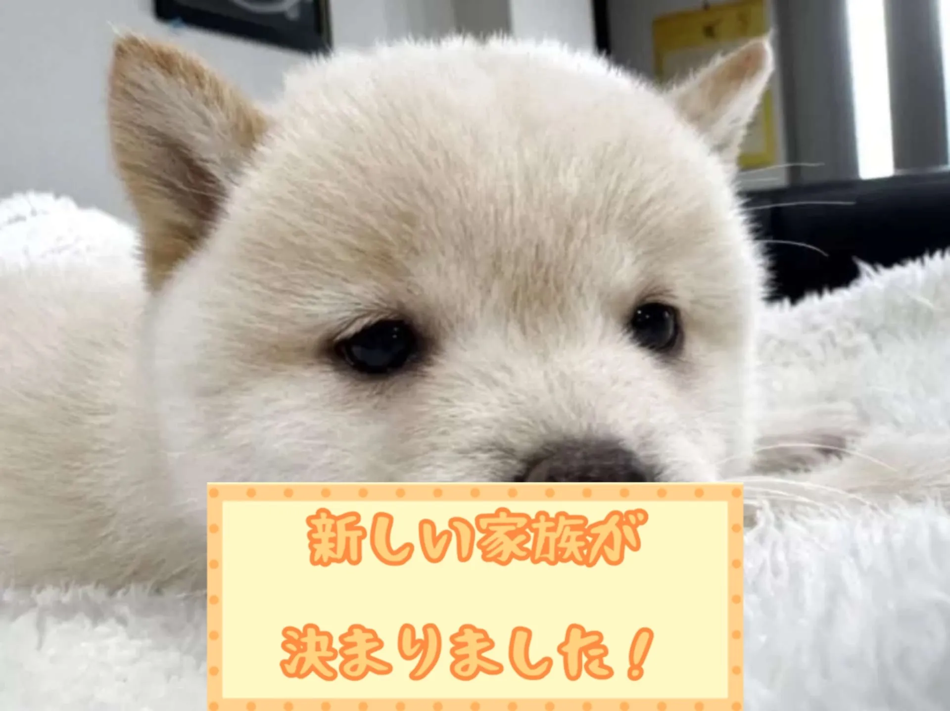 豆柴