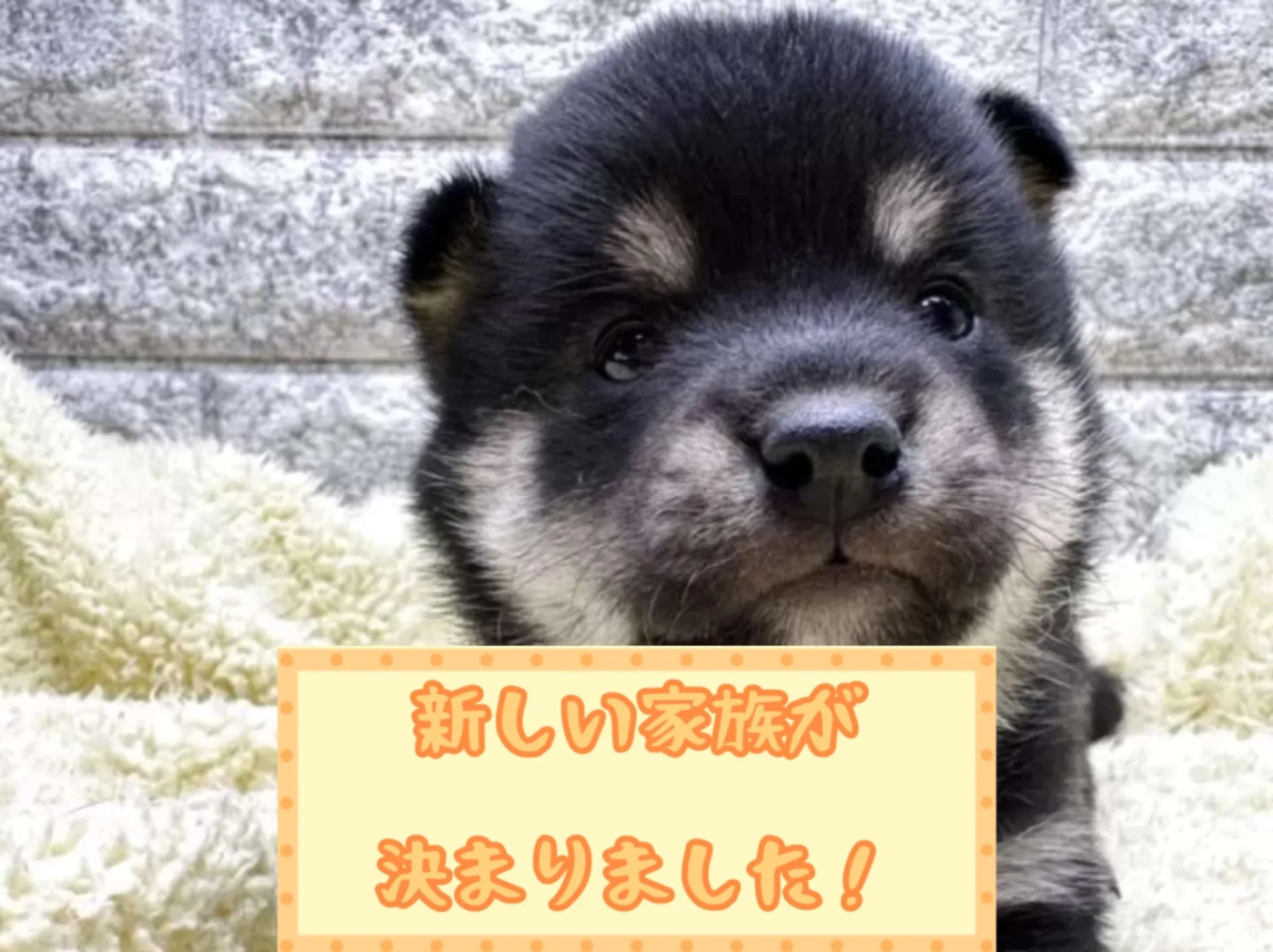 豆柴