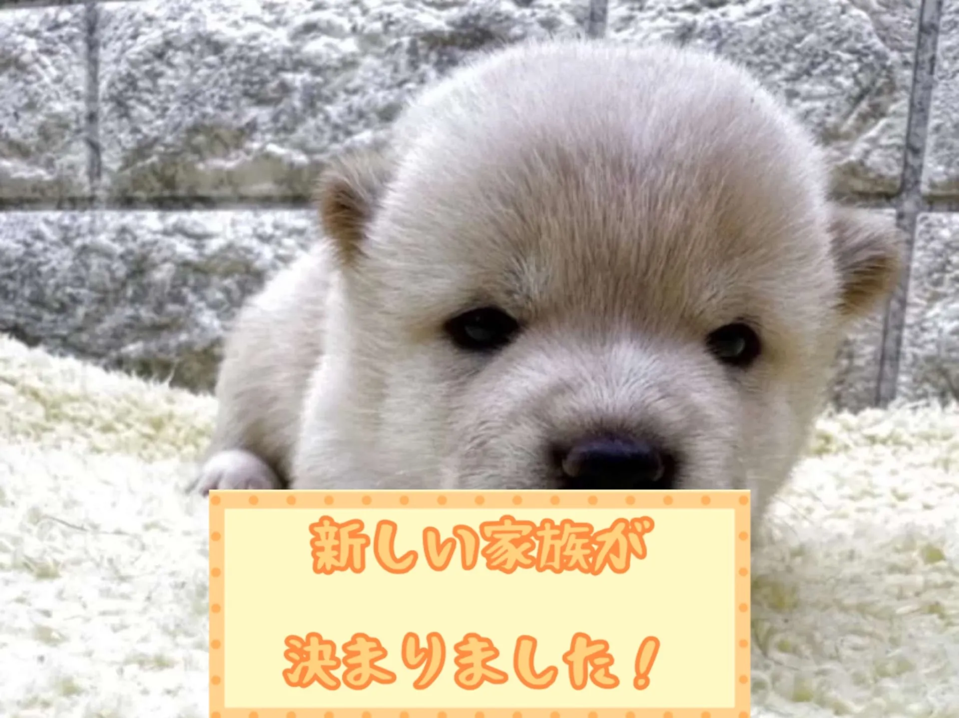 豆柴