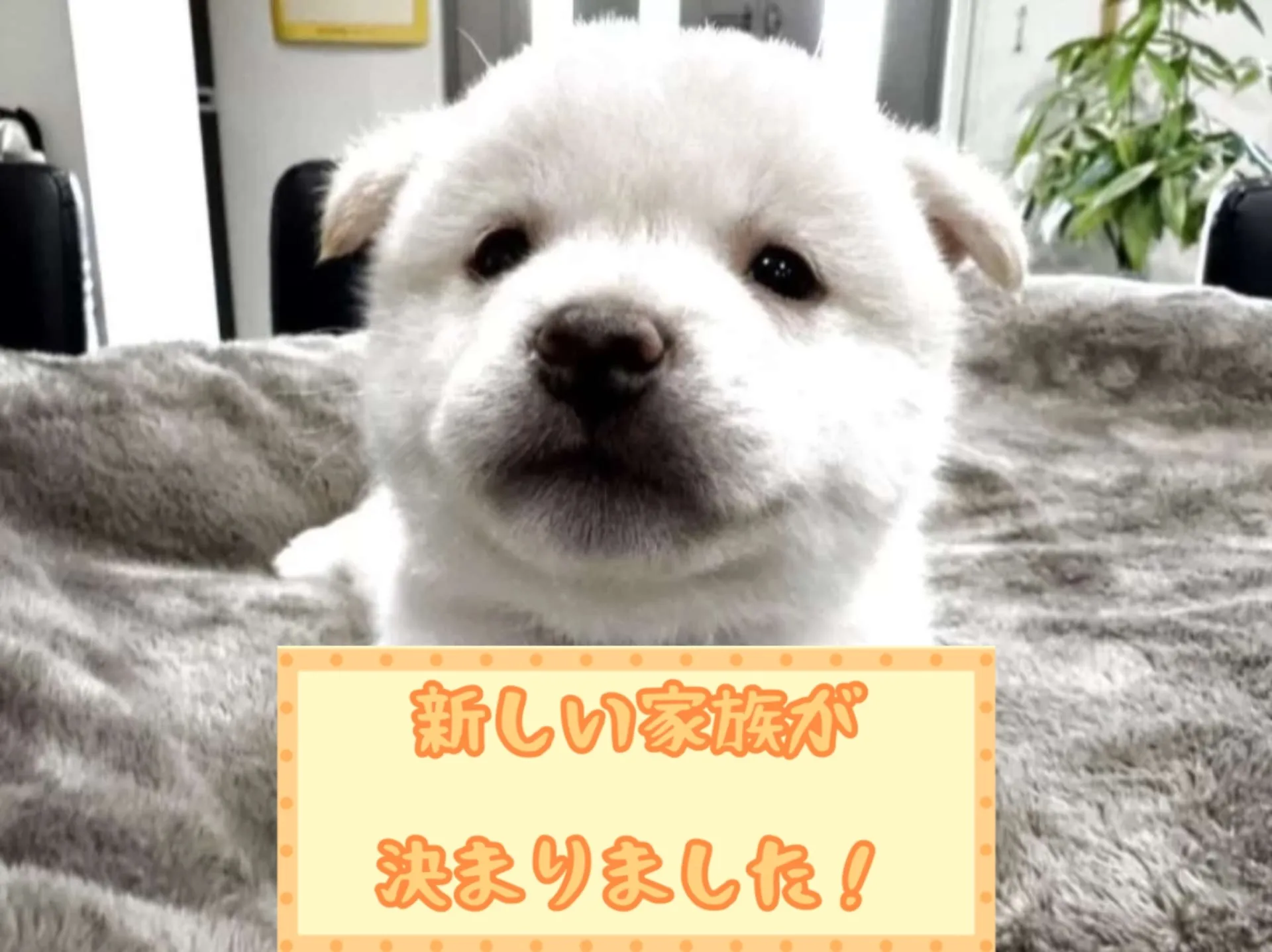 豆柴