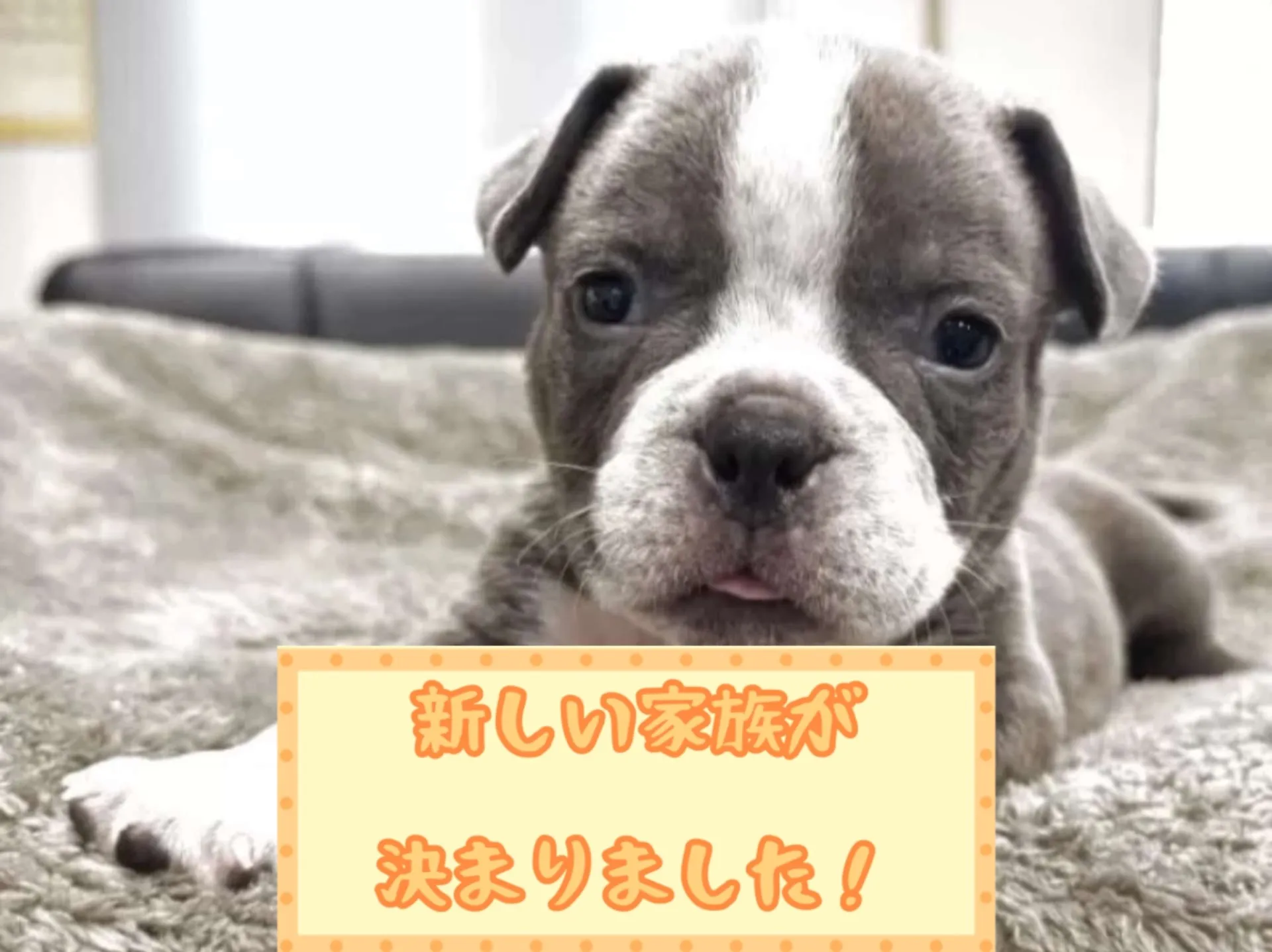 アメリカンブリー
