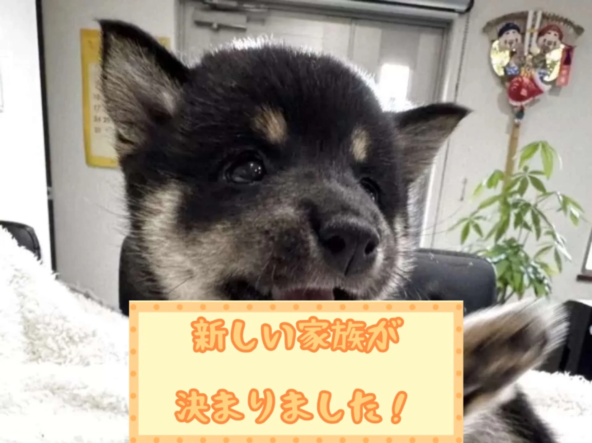 豆柴