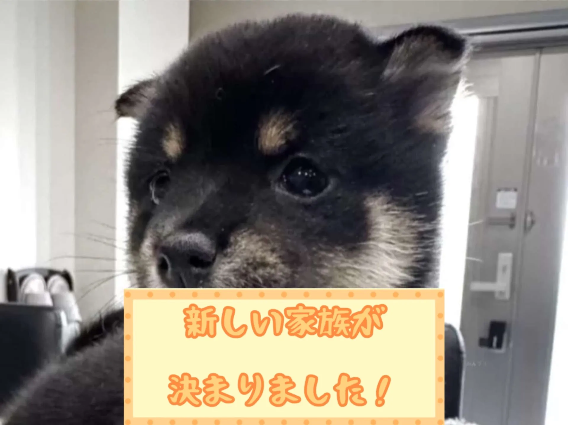 豆柴