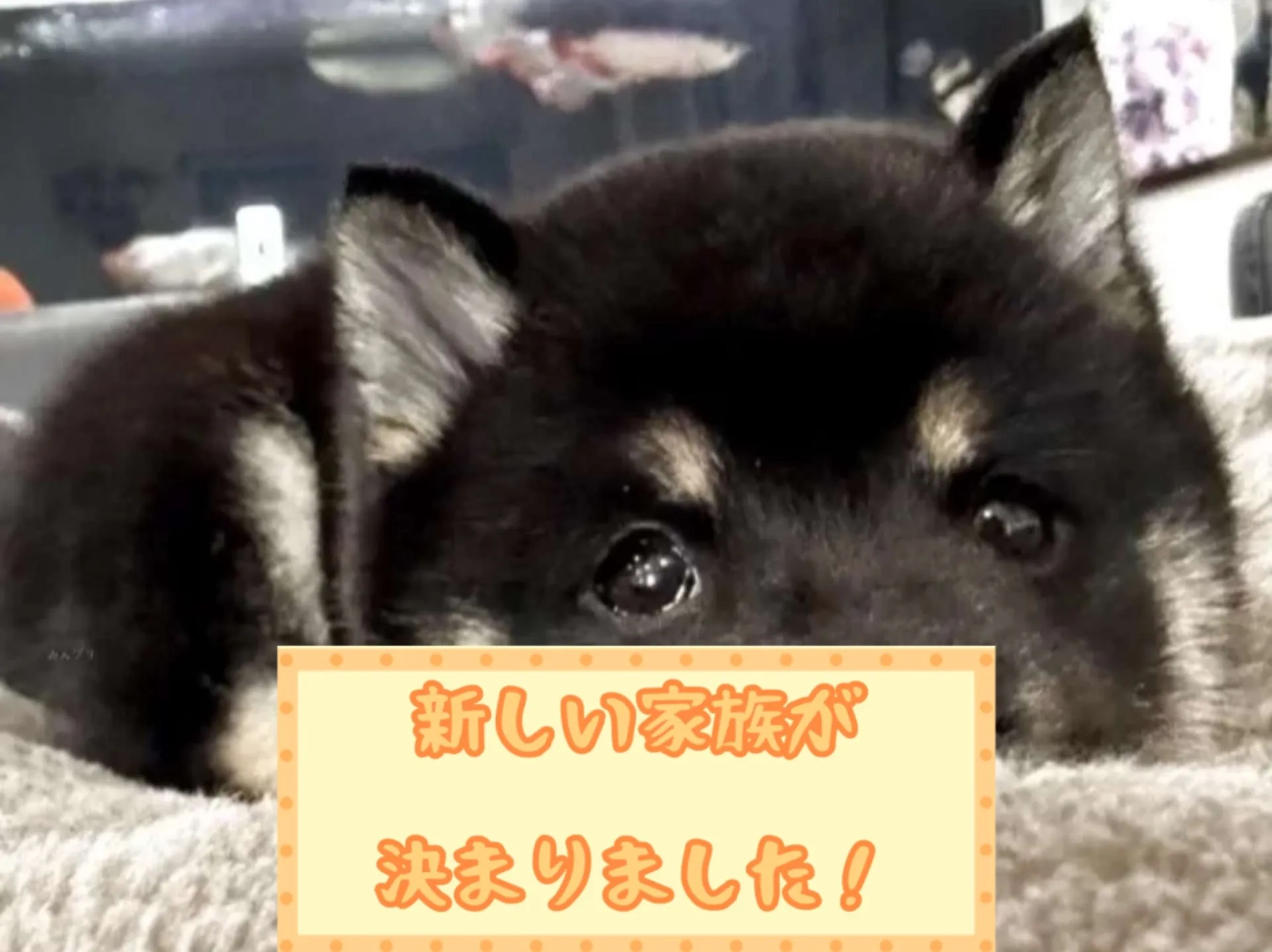 豆柴