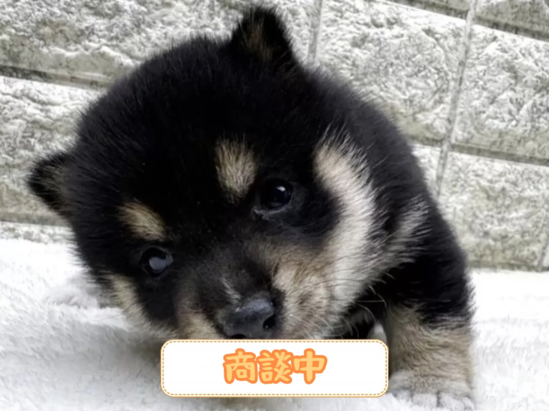 豆柴
