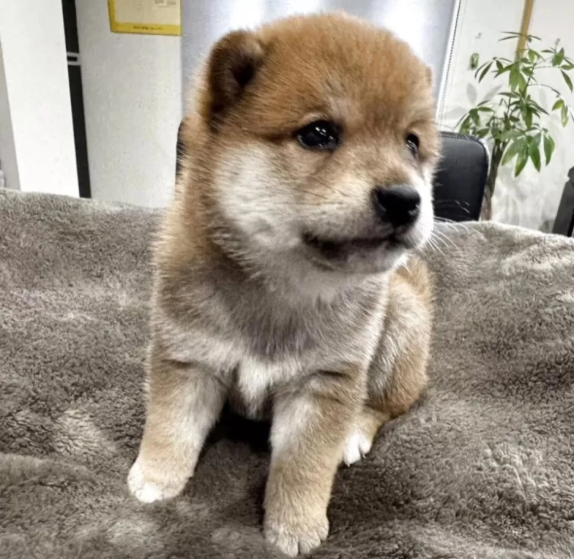 豆柴