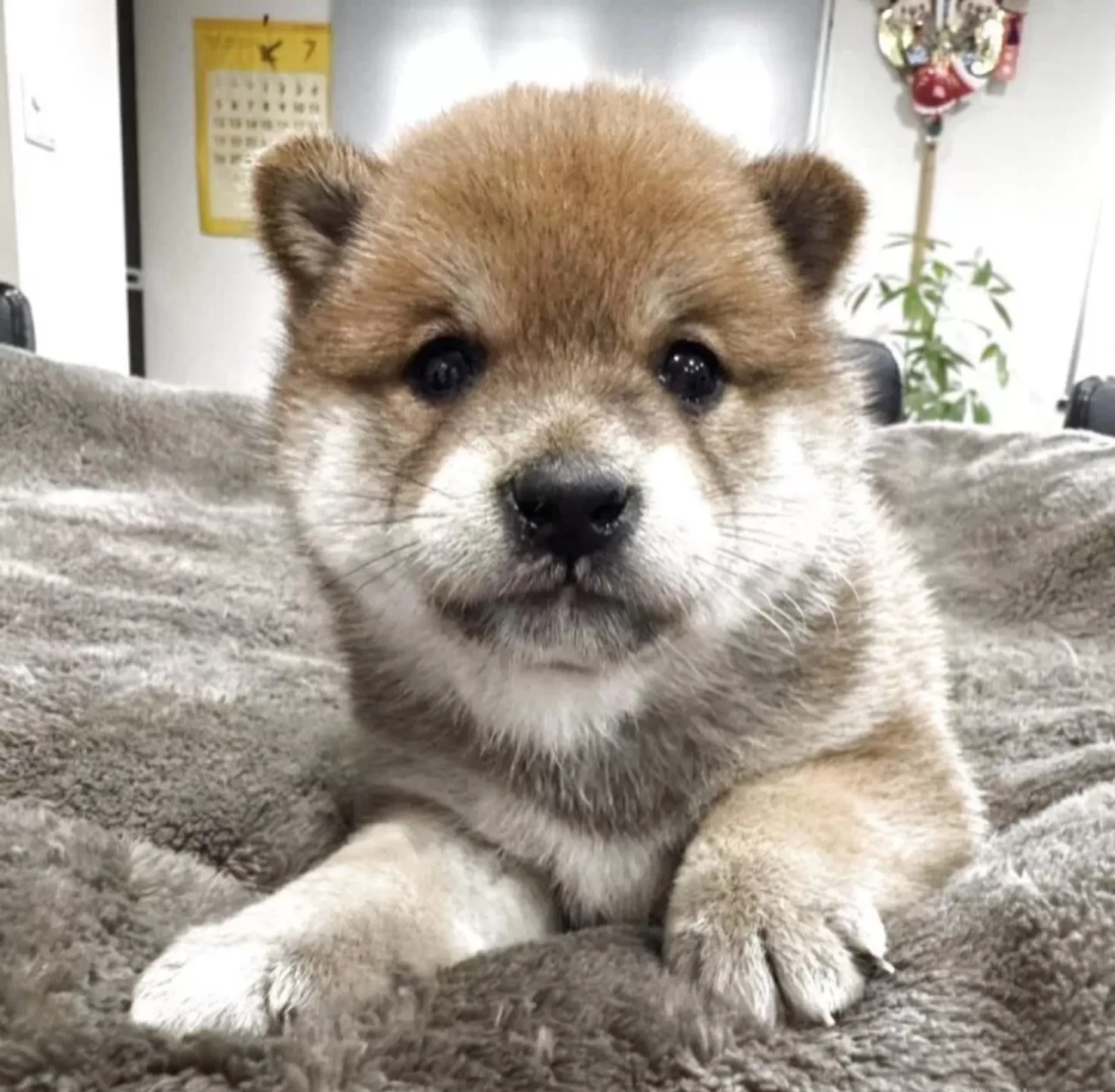 豆柴
