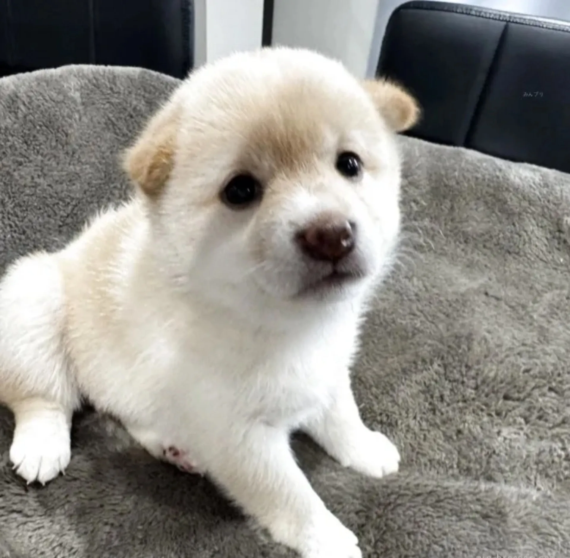 豆柴