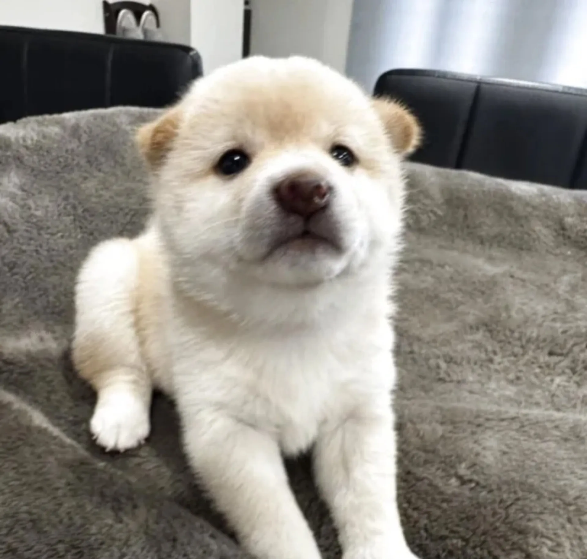豆柴