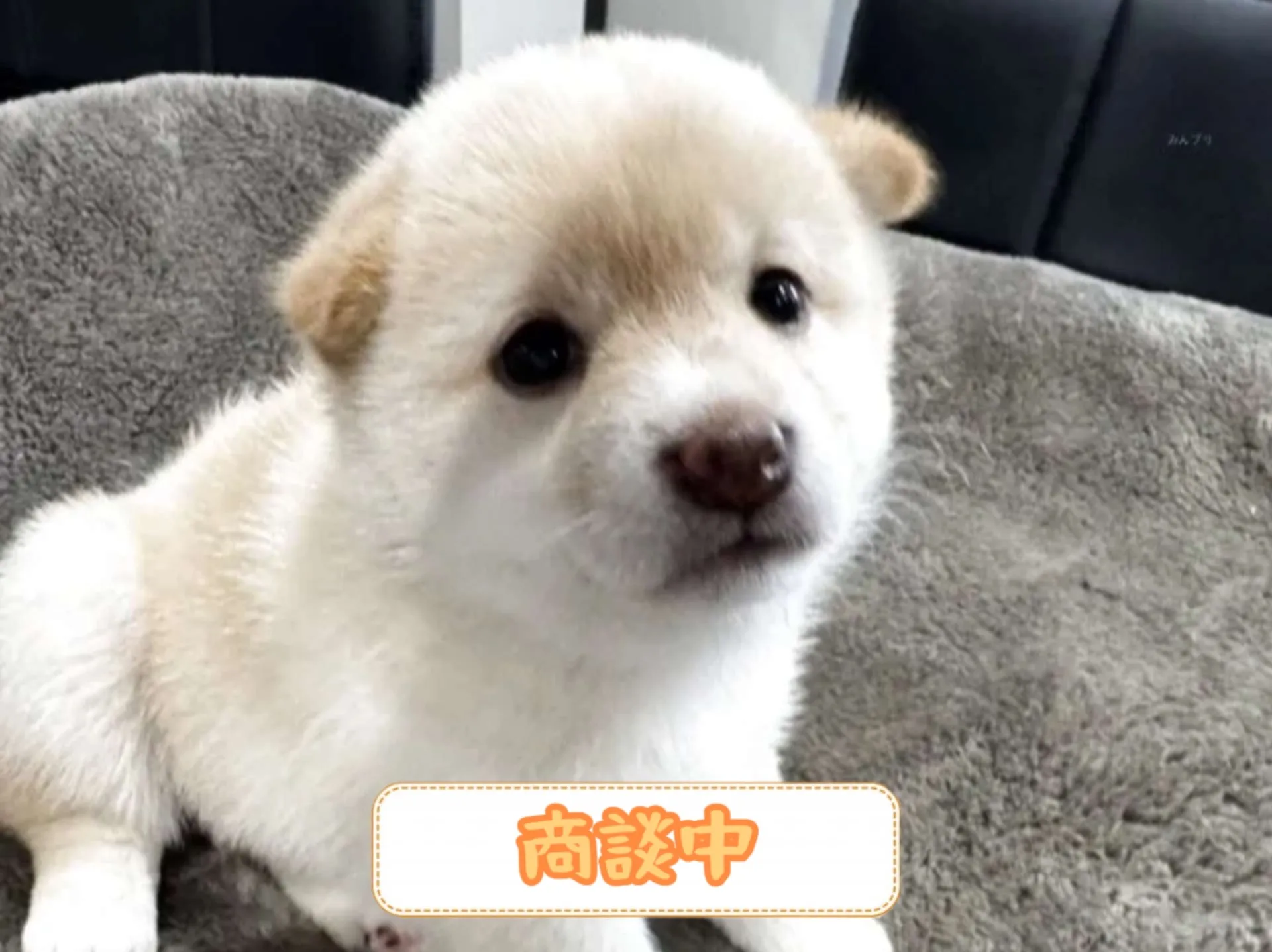 豆柴
