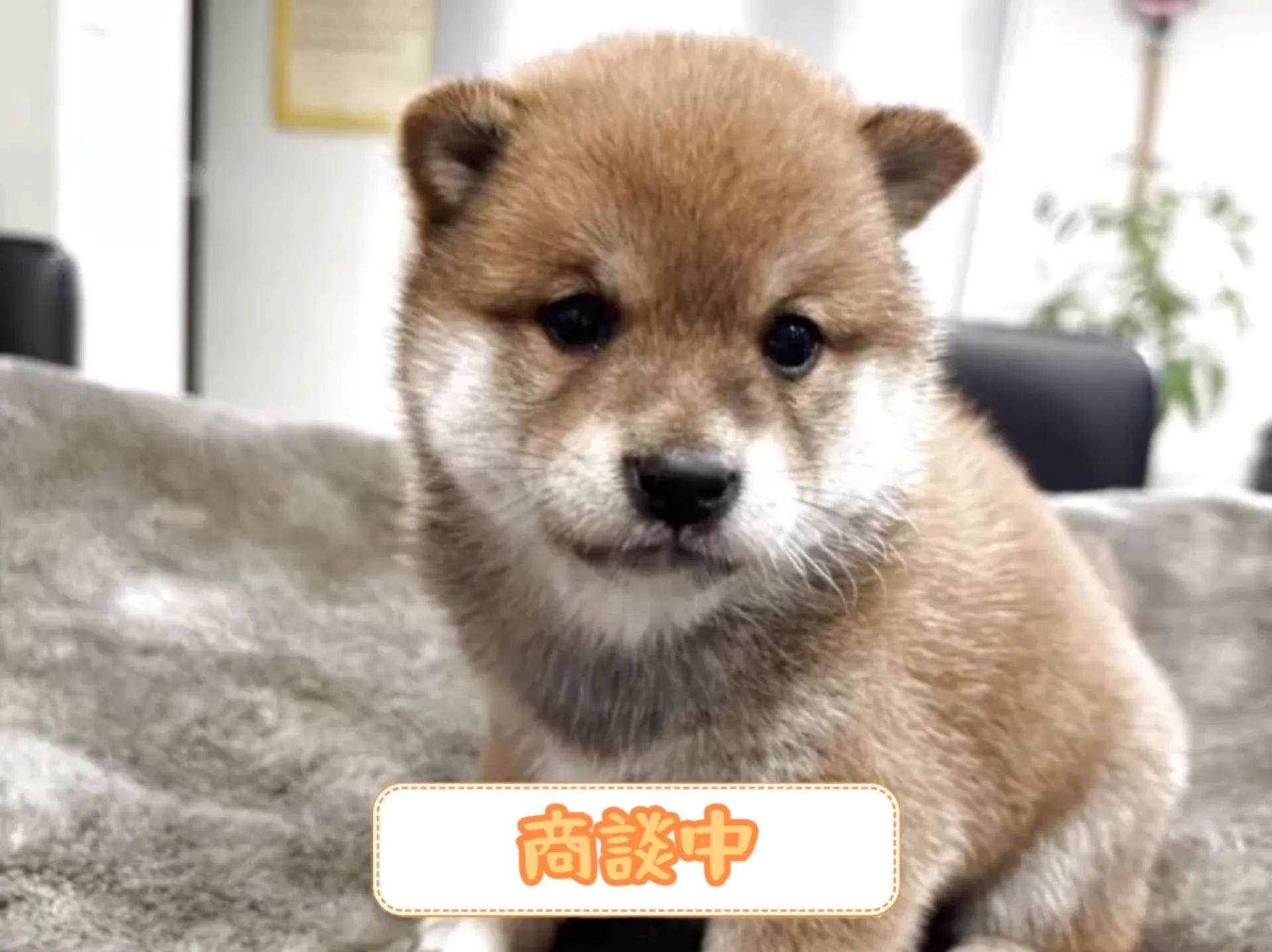豆柴