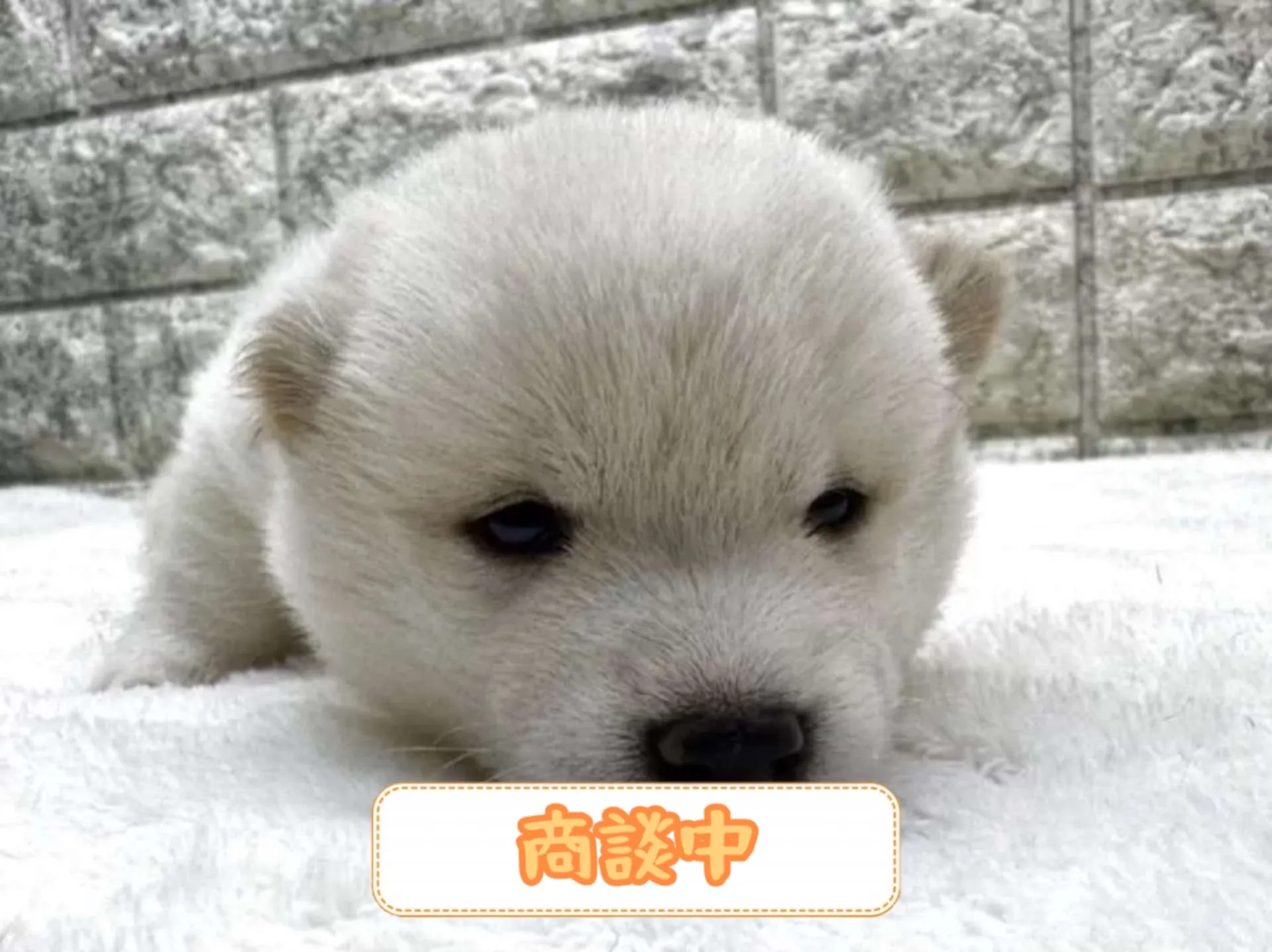 豆柴
