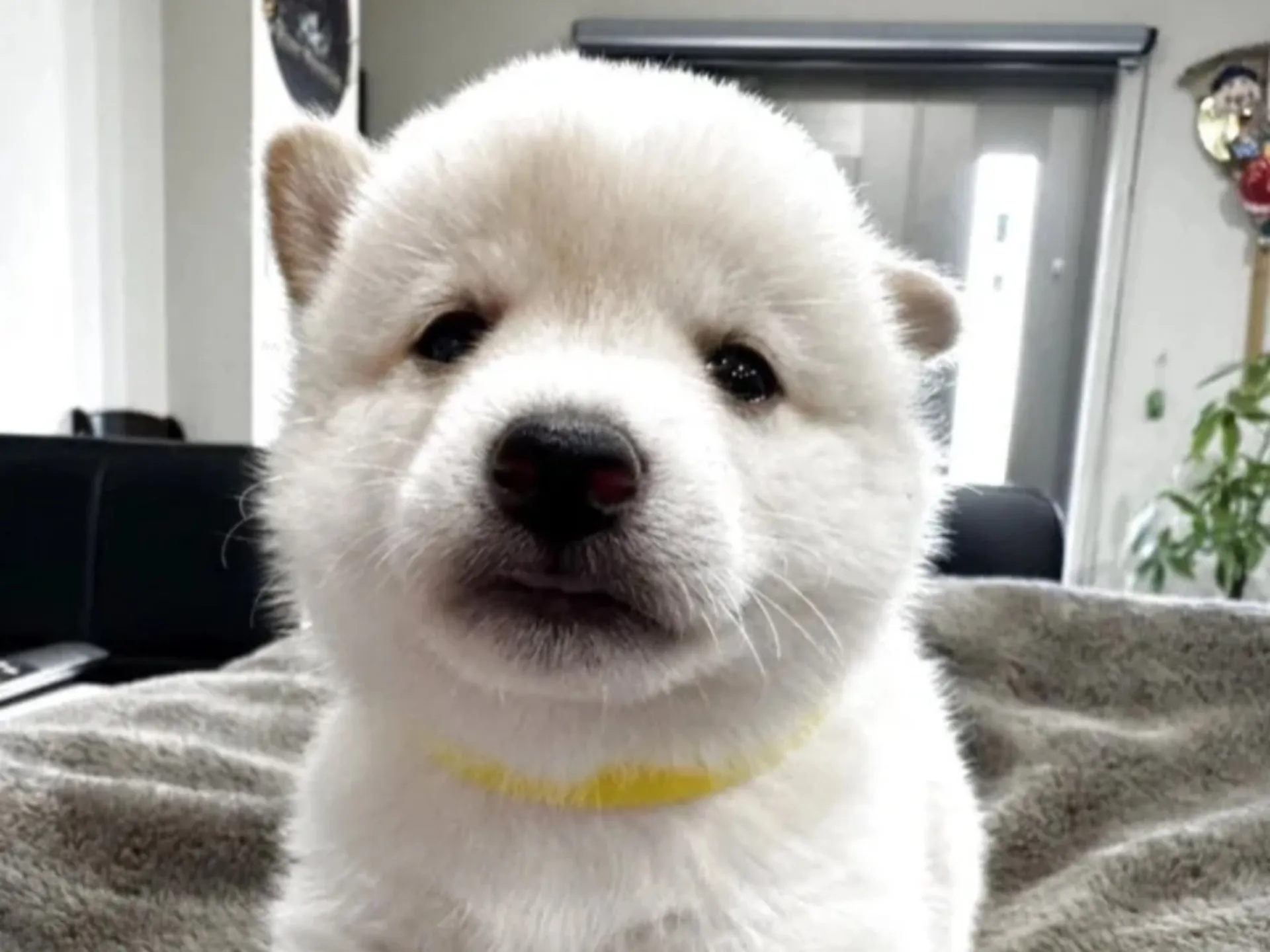 豆柴