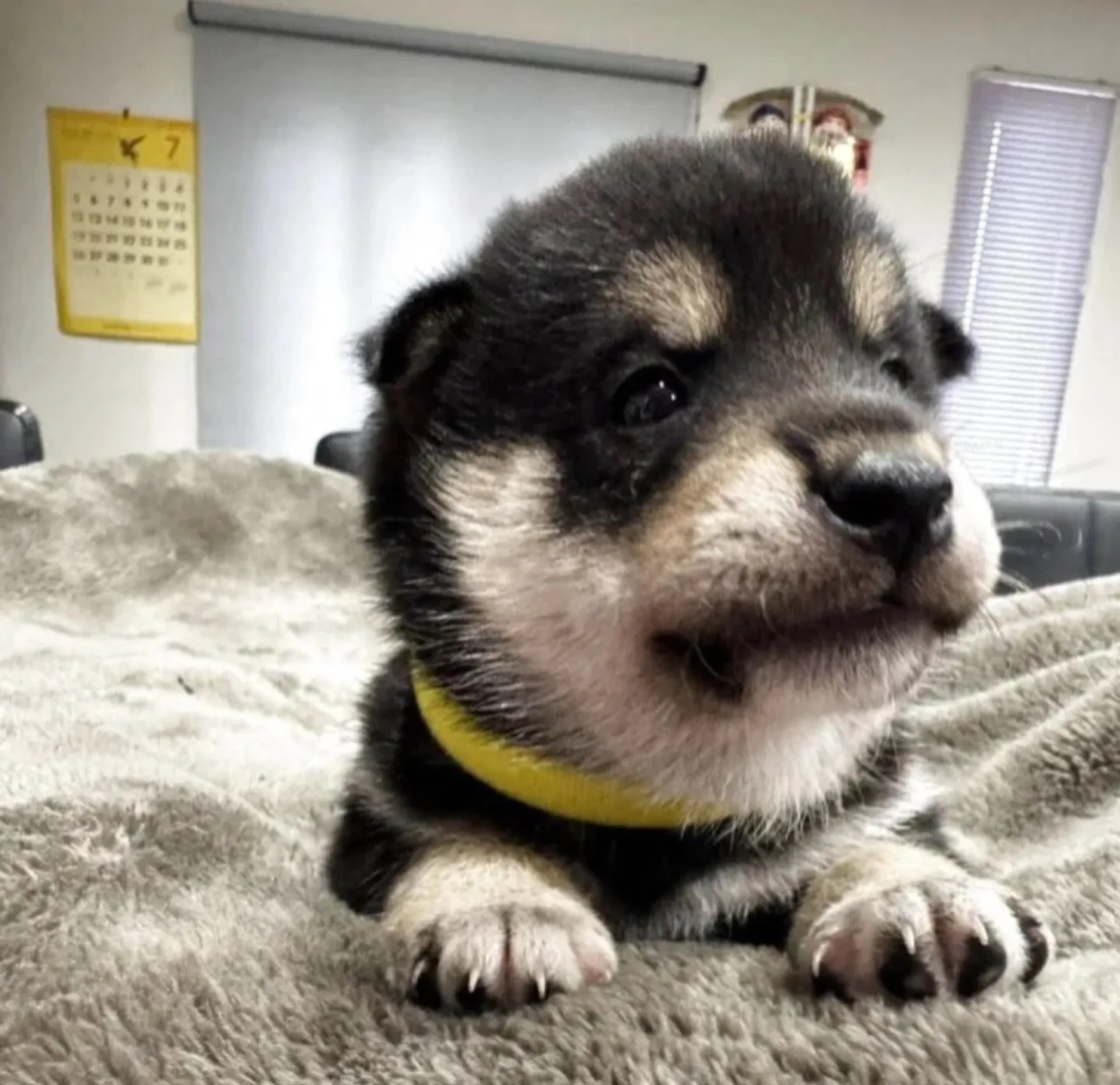 柴犬