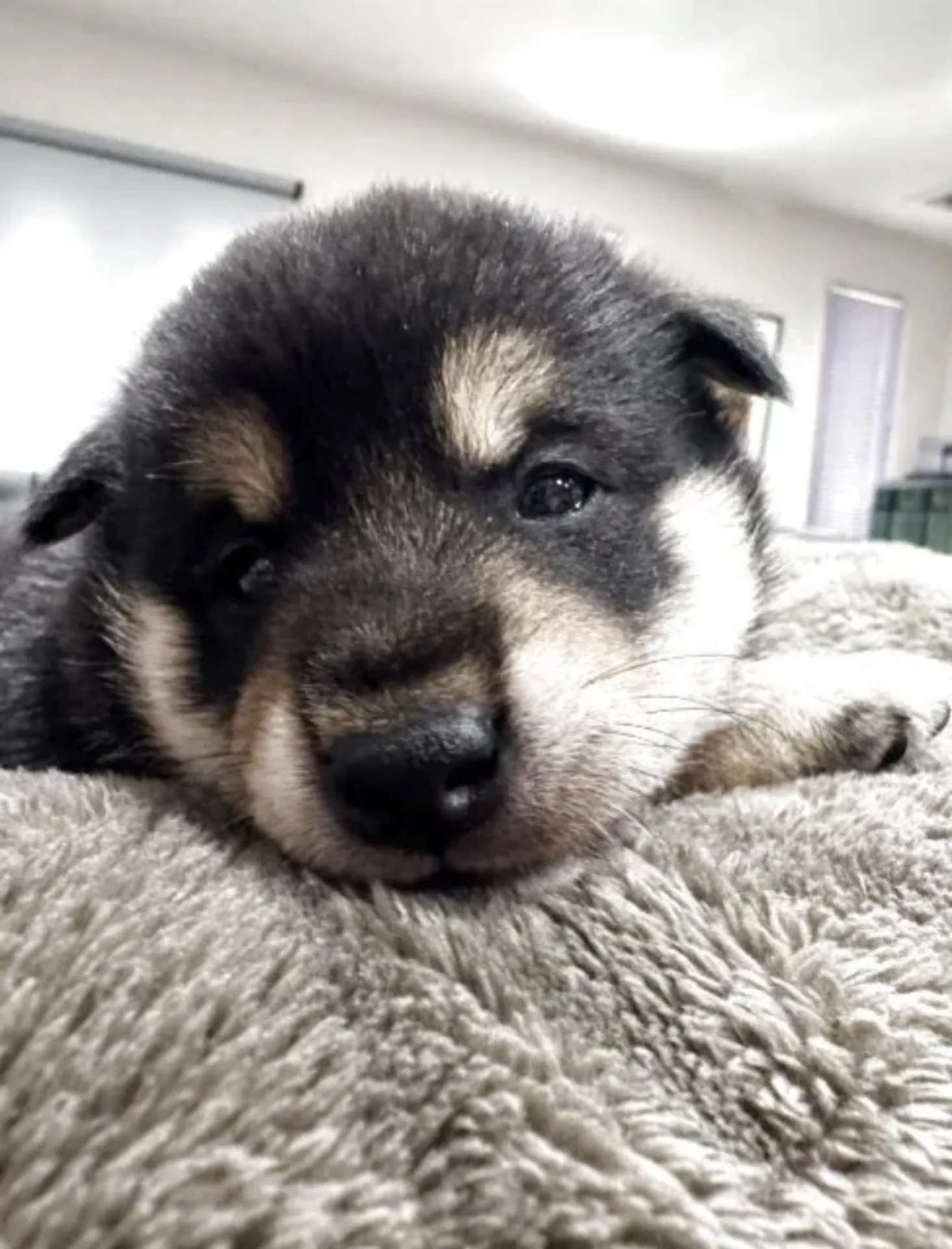 柴犬