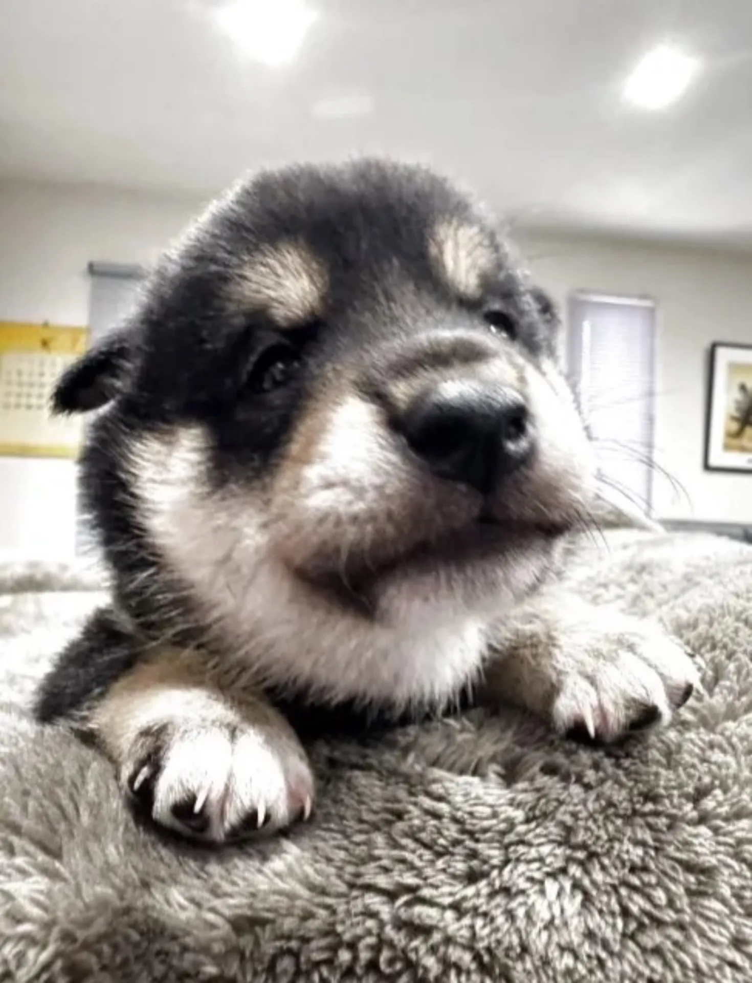 柴犬