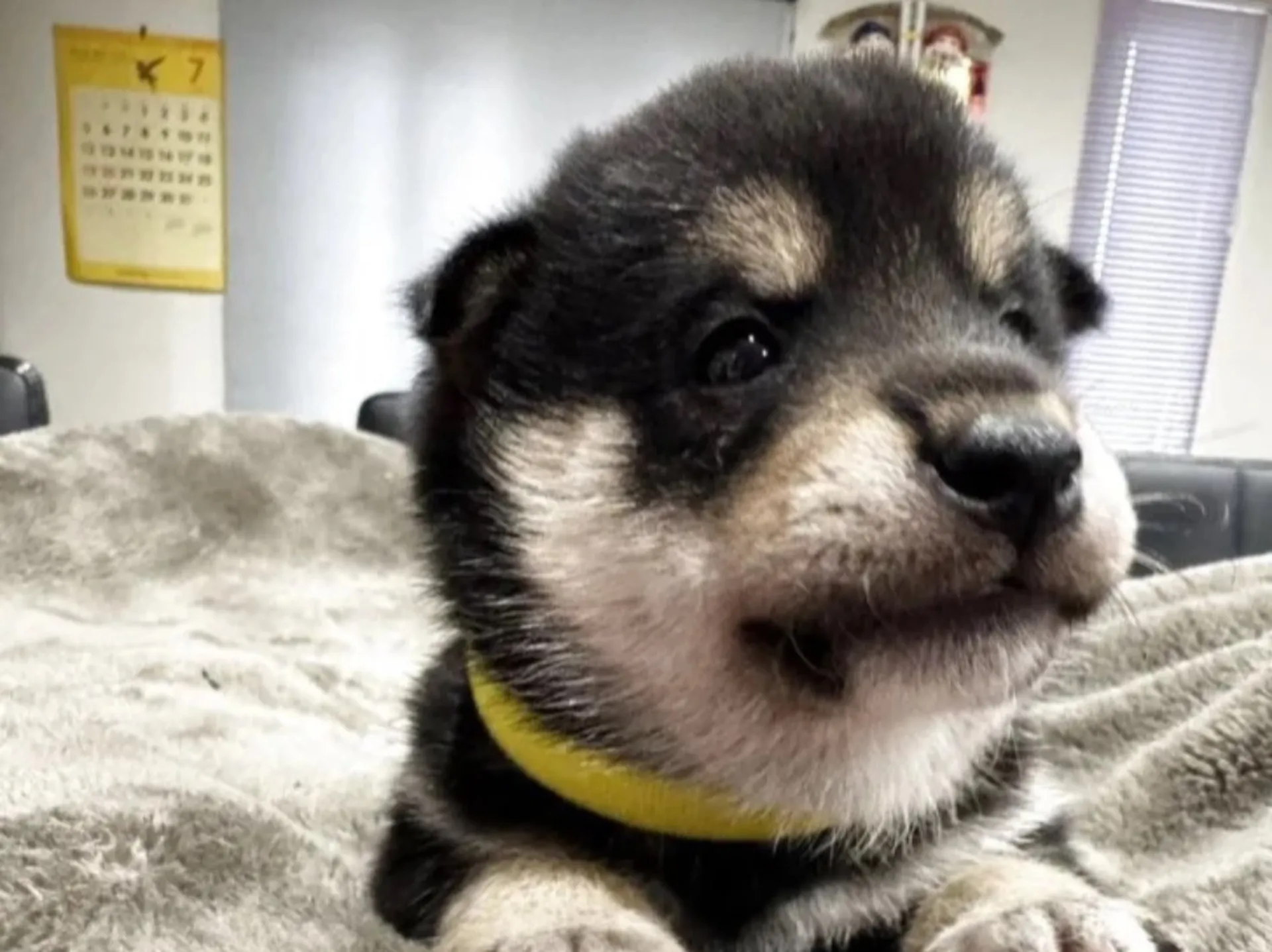 柴犬