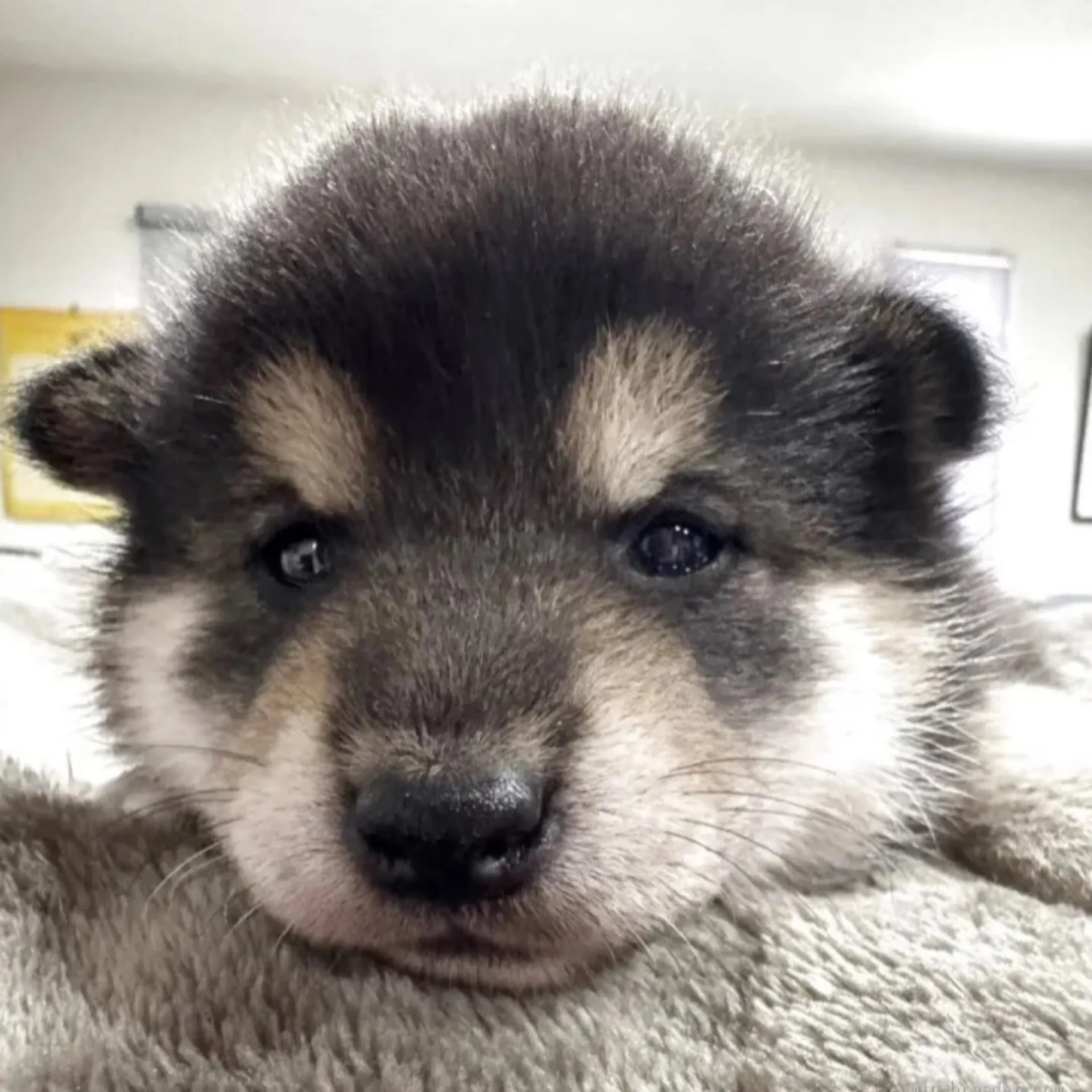 柴犬