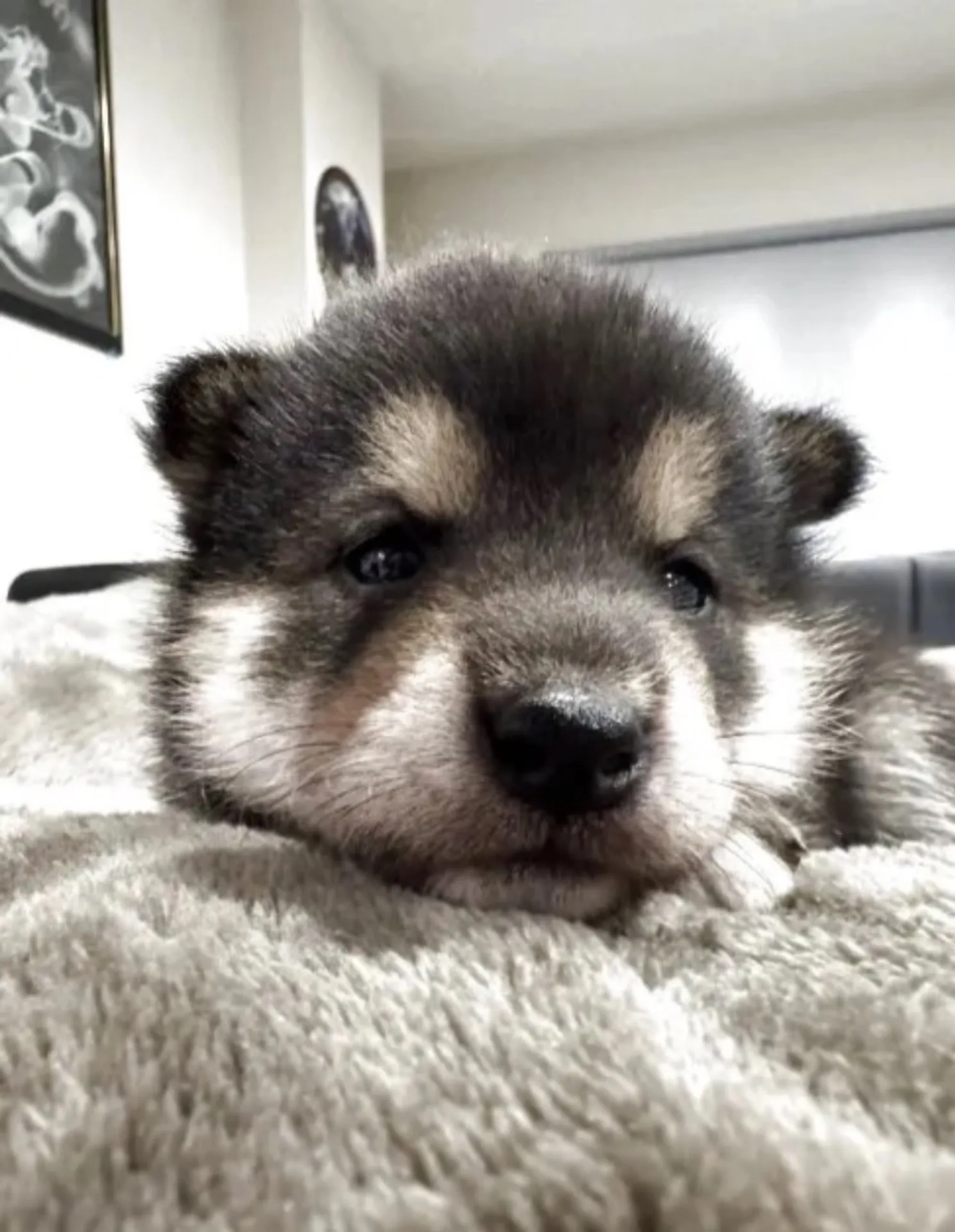 柴犬