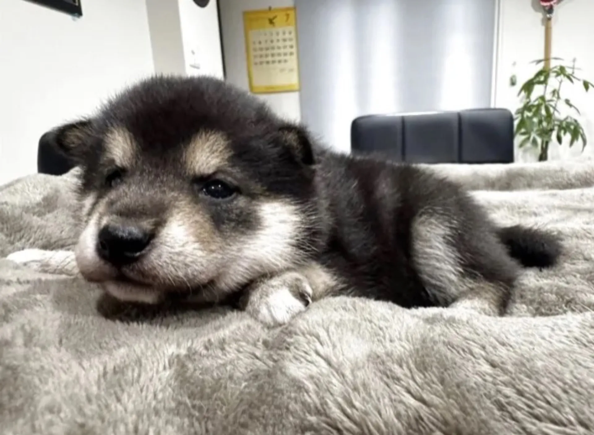 柴犬