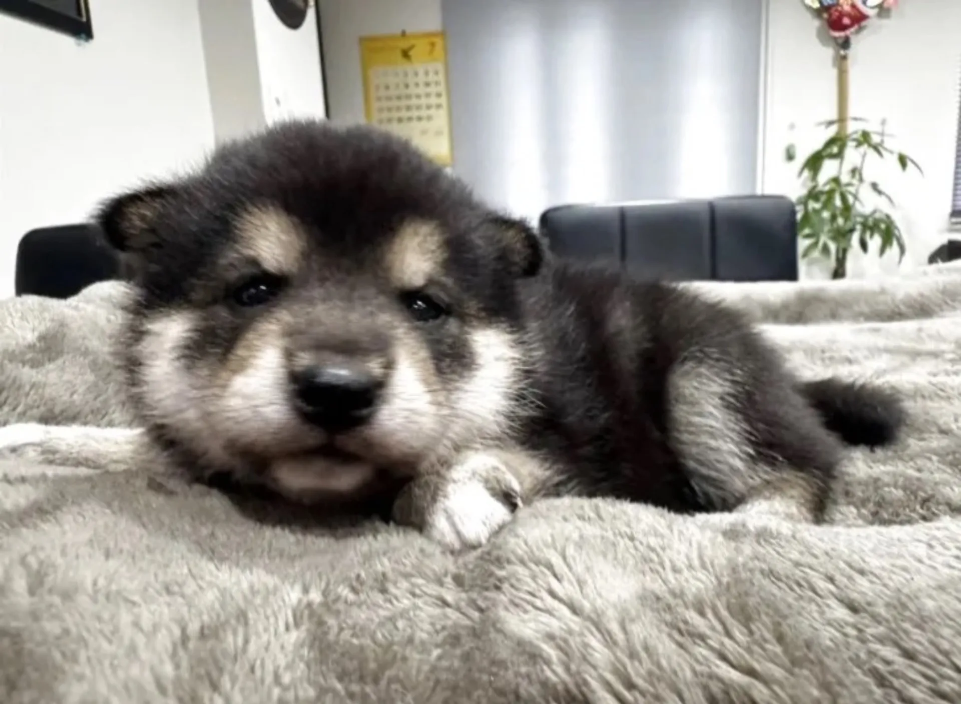 柴犬