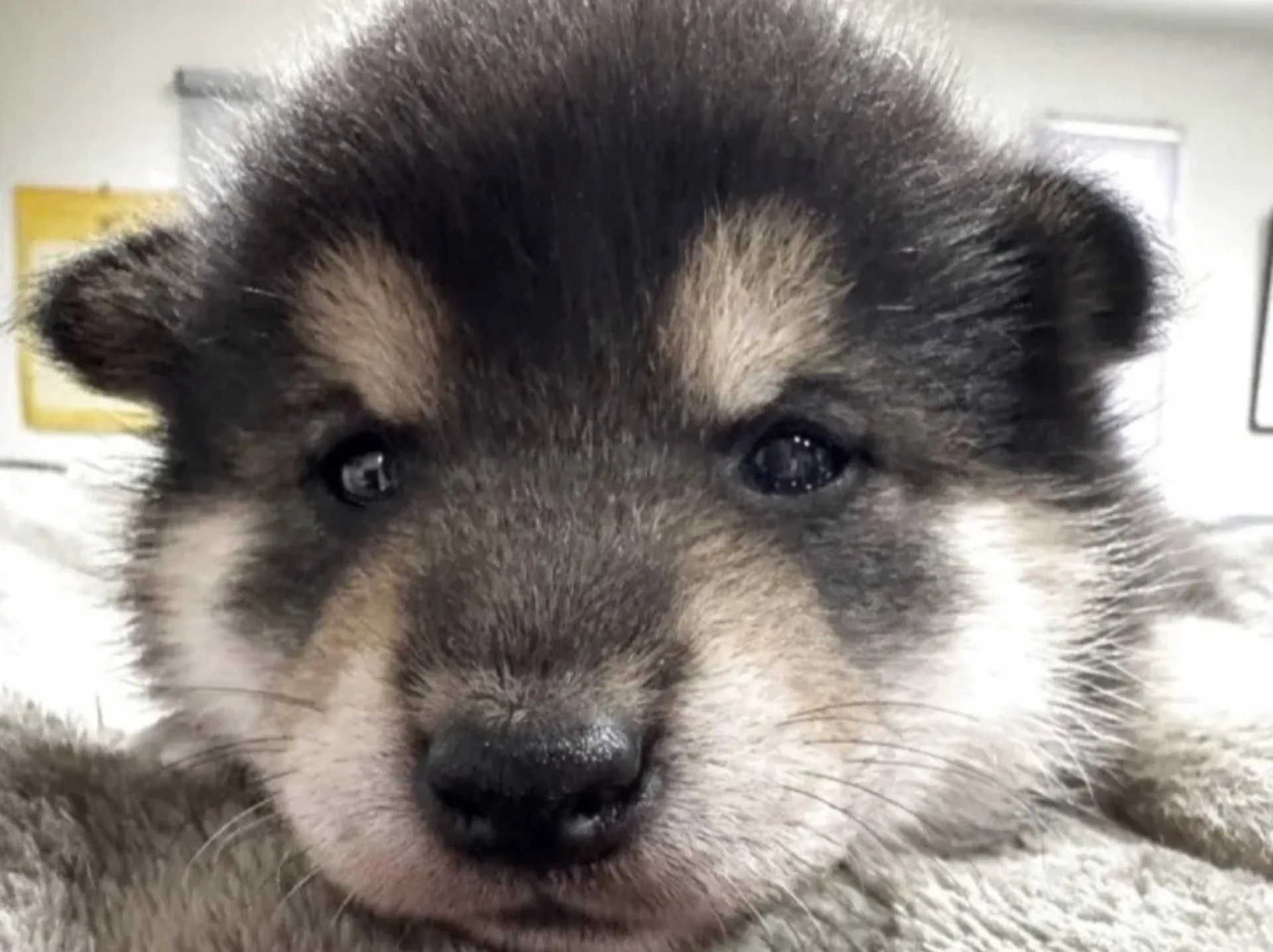 柴犬