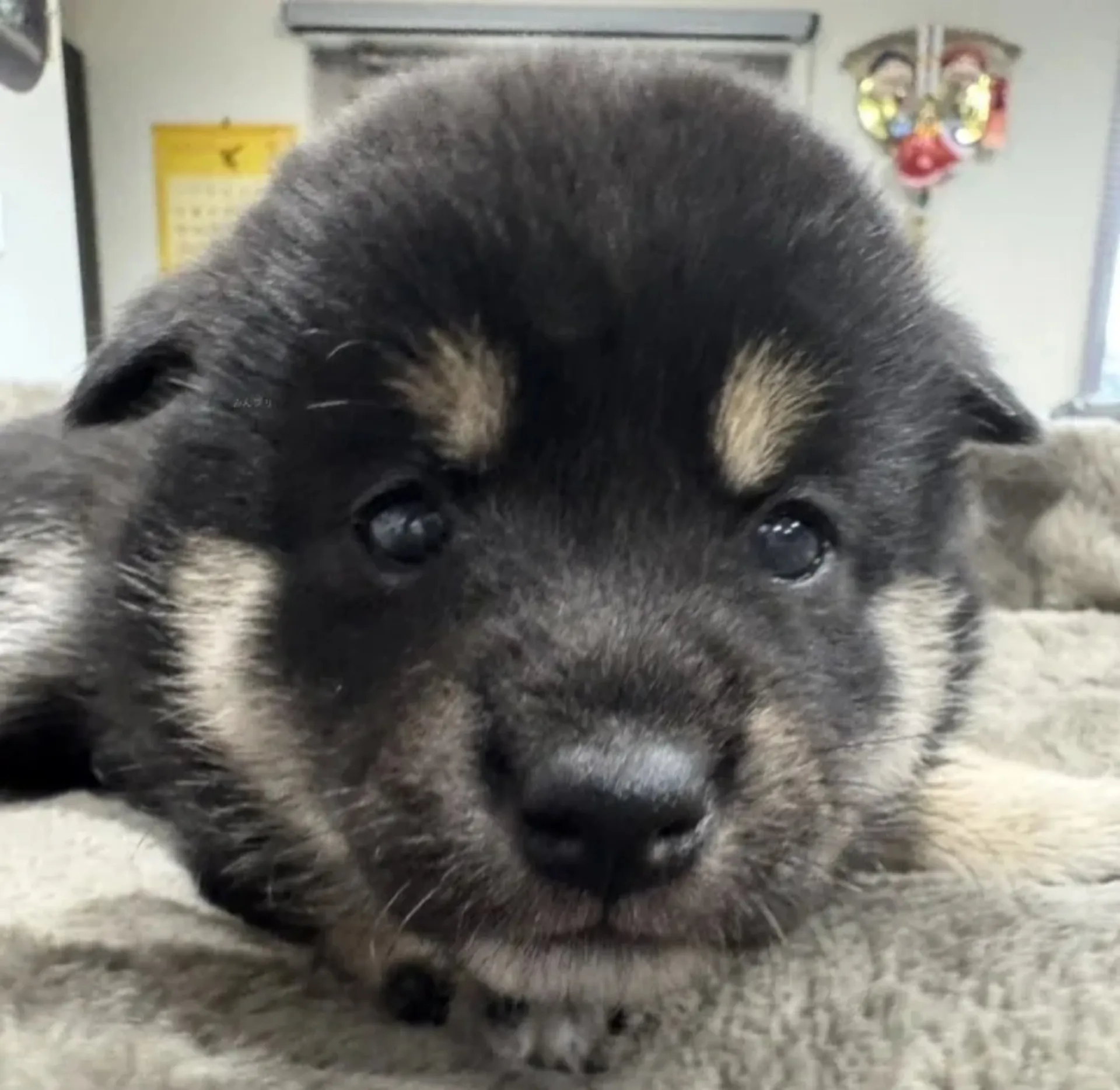 柴犬