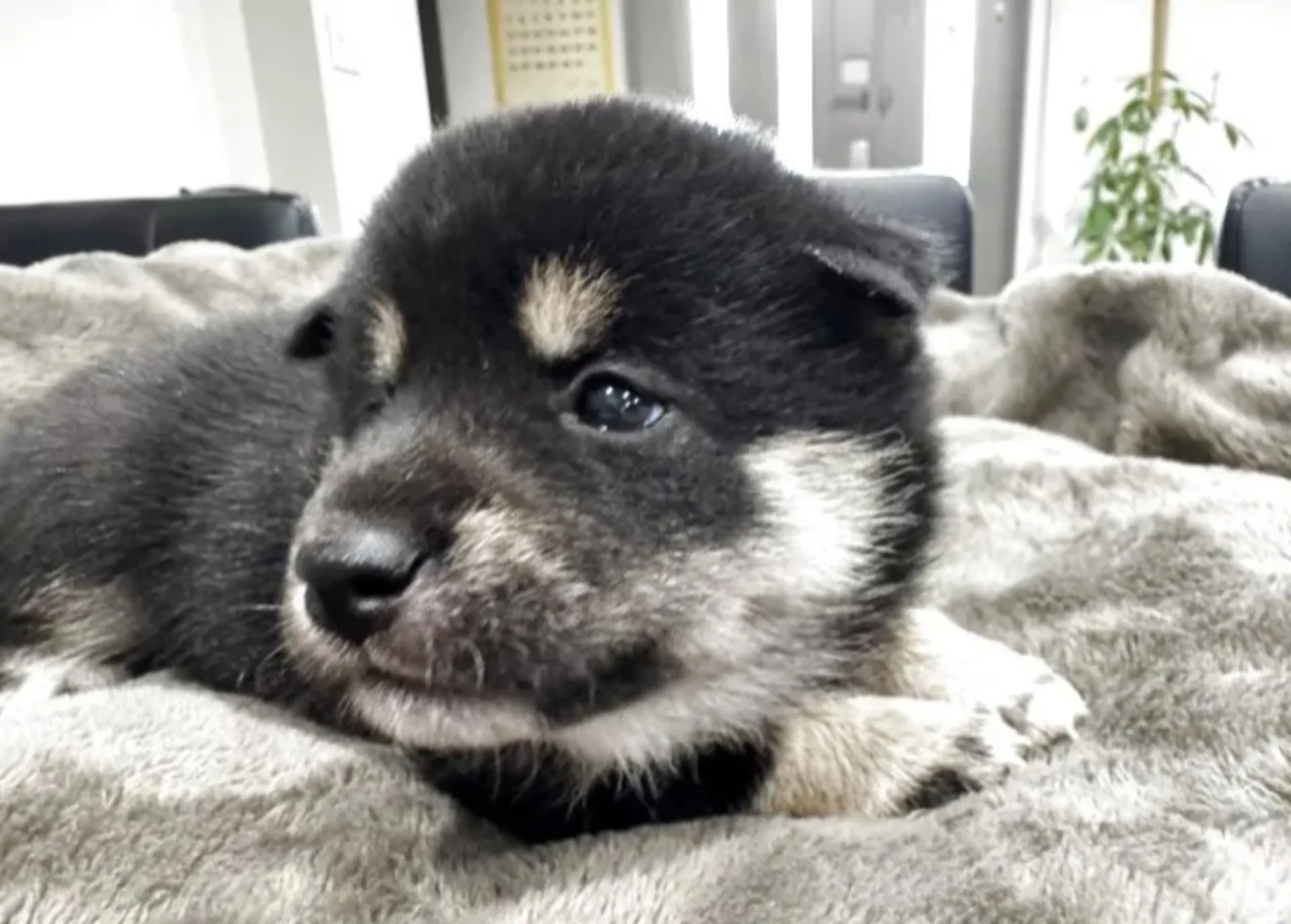 柴犬