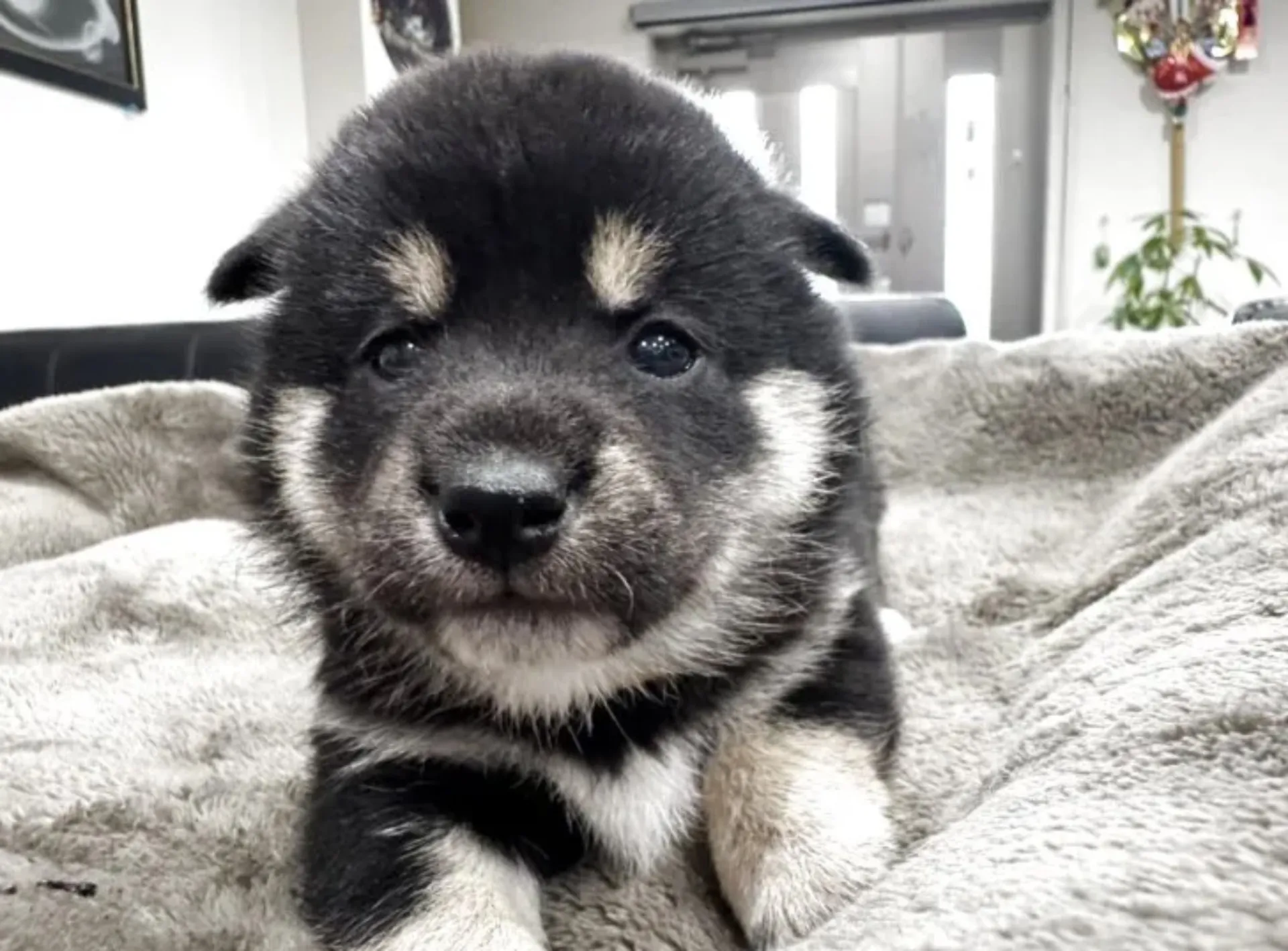 柴犬