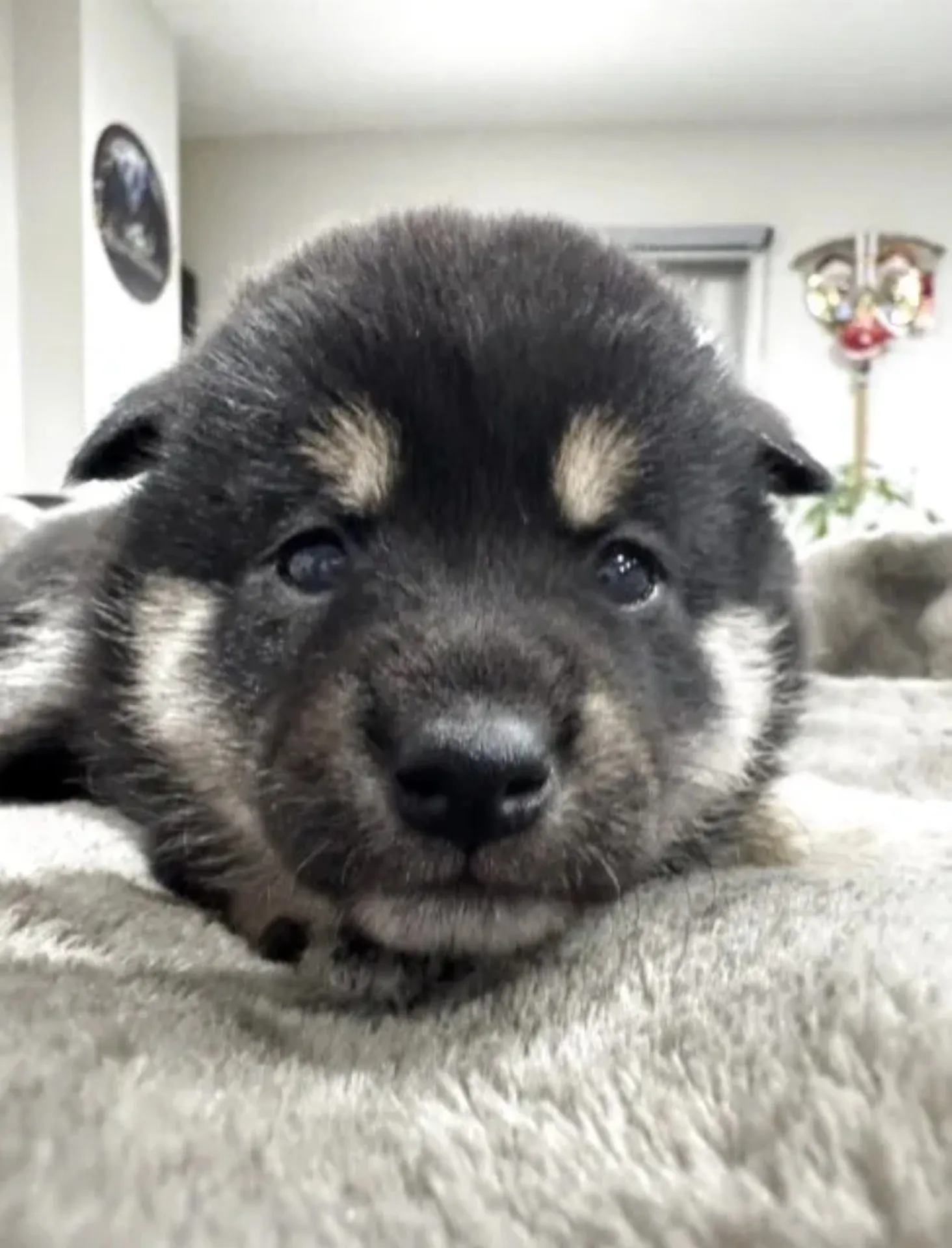 柴犬