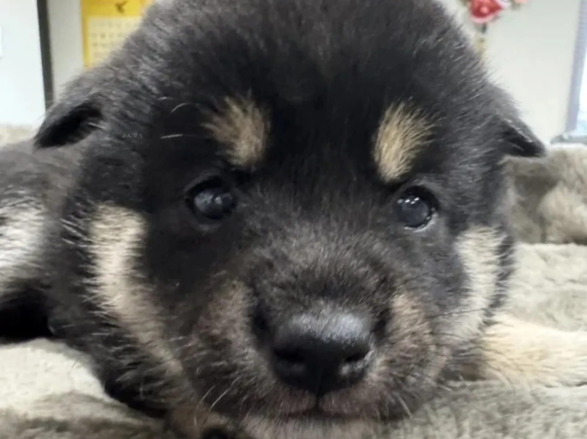 柴犬